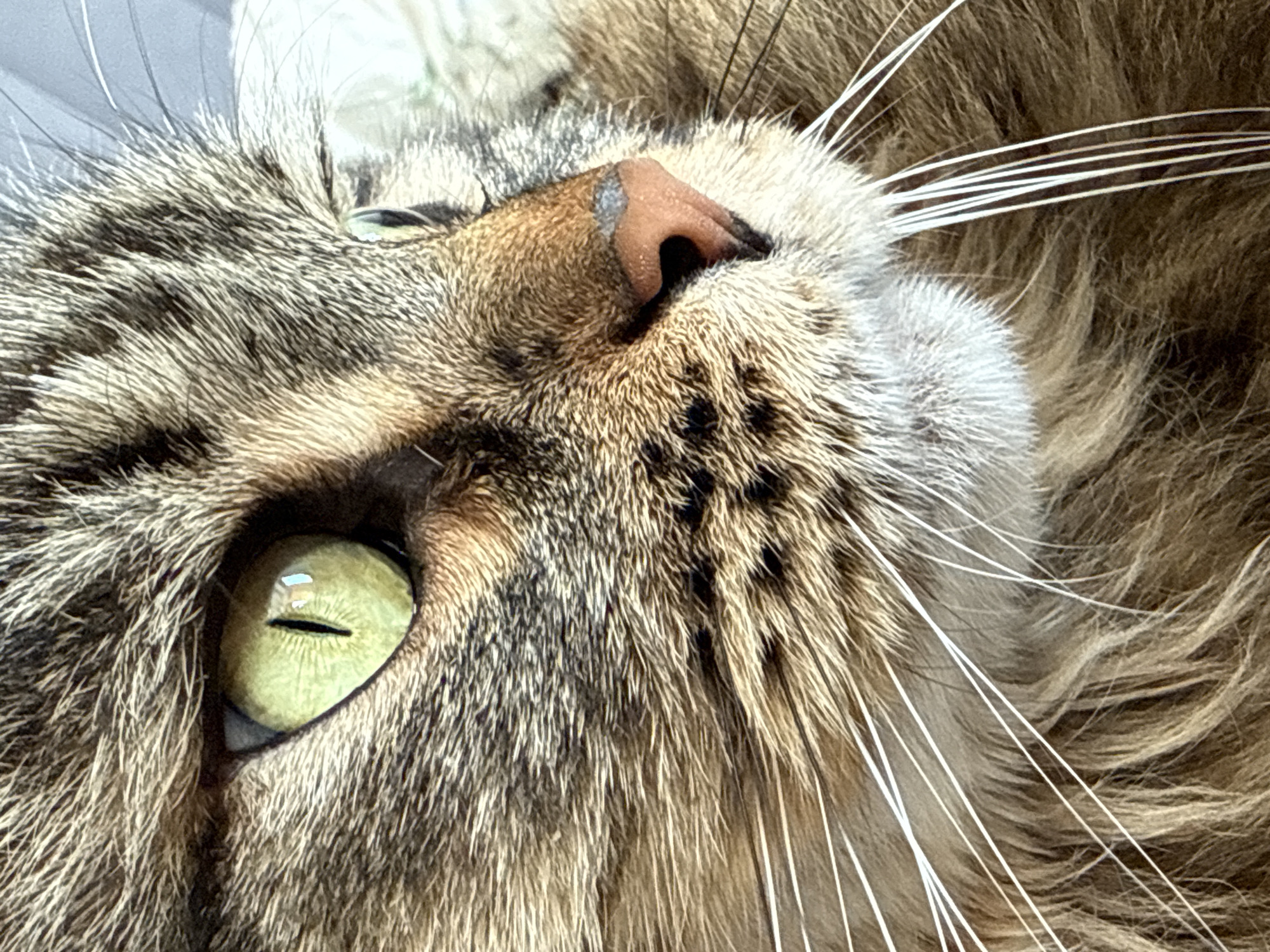 Close-up of brown tabby cat photographed in Izhevsk