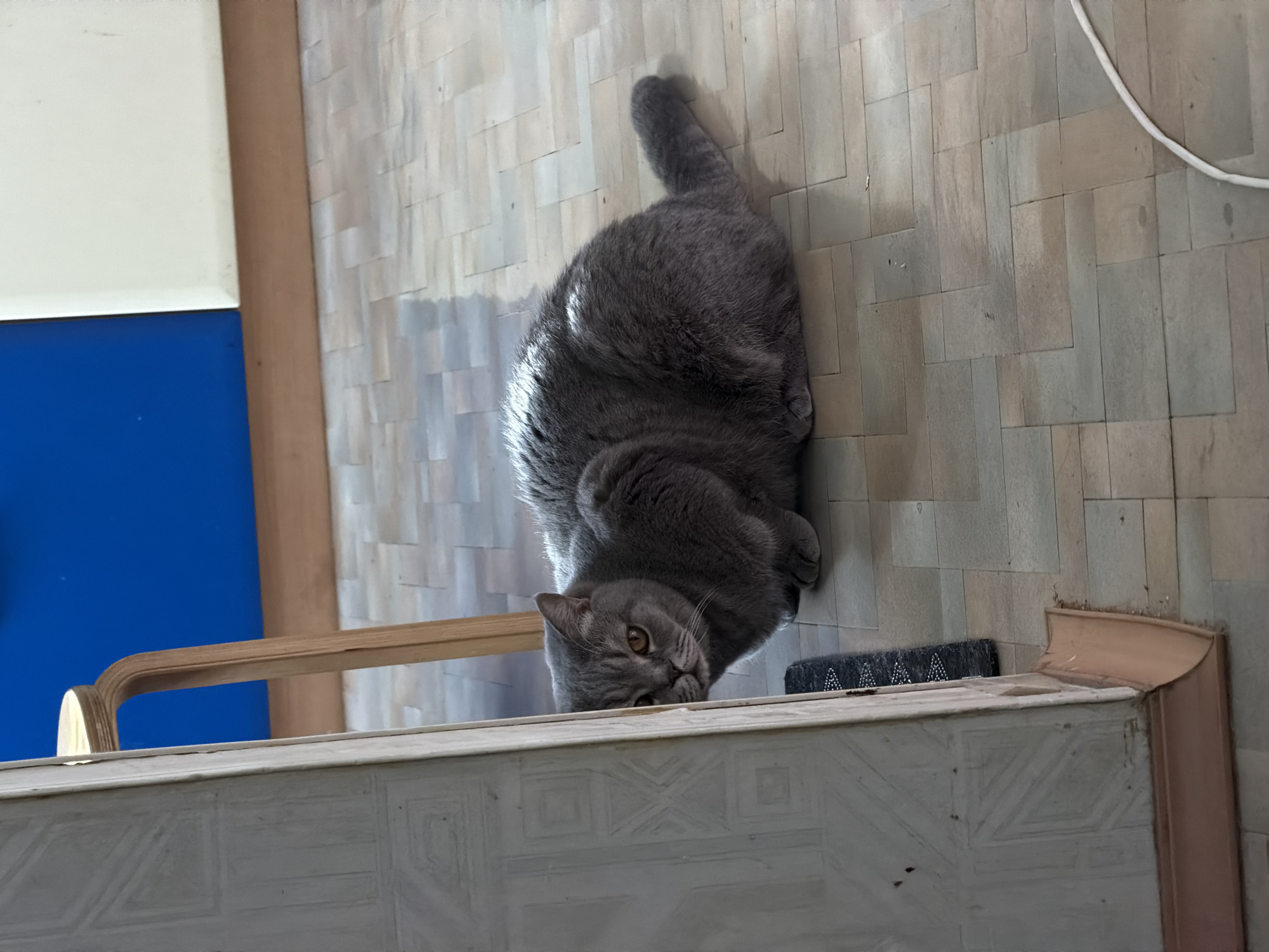 Morning household moments with cat and child in Perm
