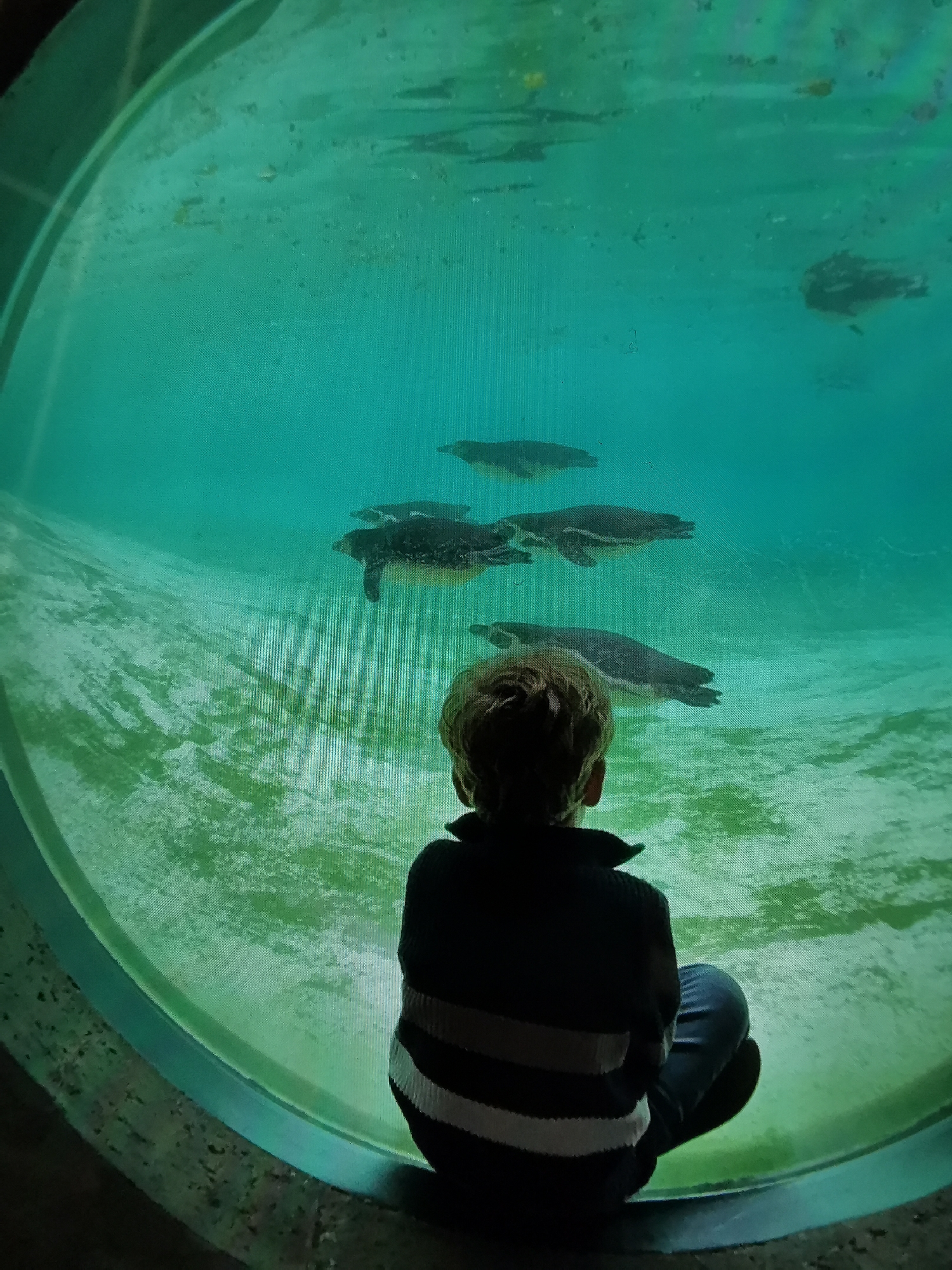 Child visits aquarium, aircraft services at Luton airport