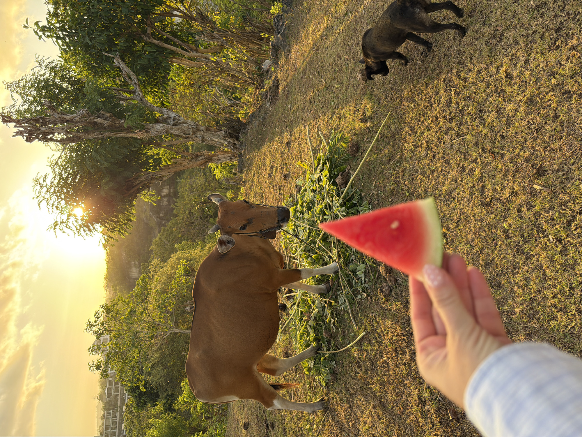 Cow grazes on hillside during golden hour in Kuta Selatan