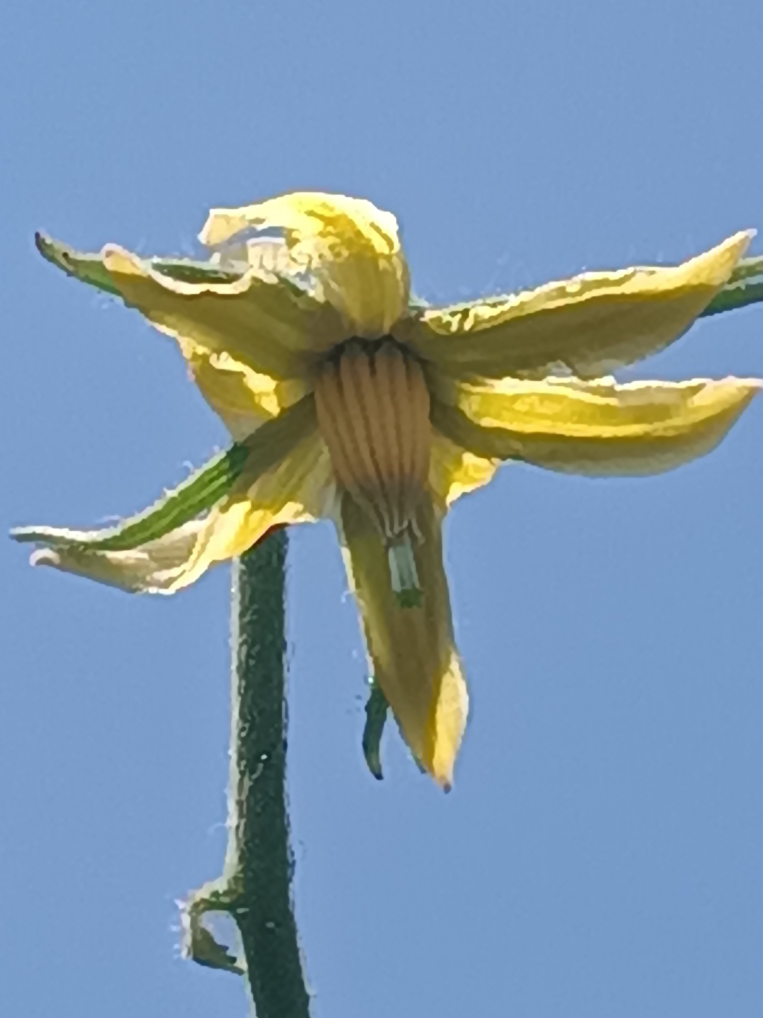 Garden morning in Viadana: blooms, tomatoes, and a calico cat