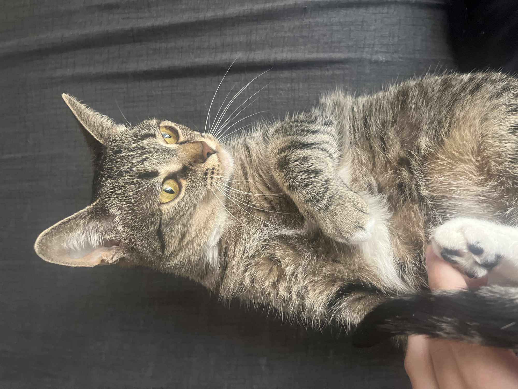 Morning cat interactions and car moment documented in Khimki