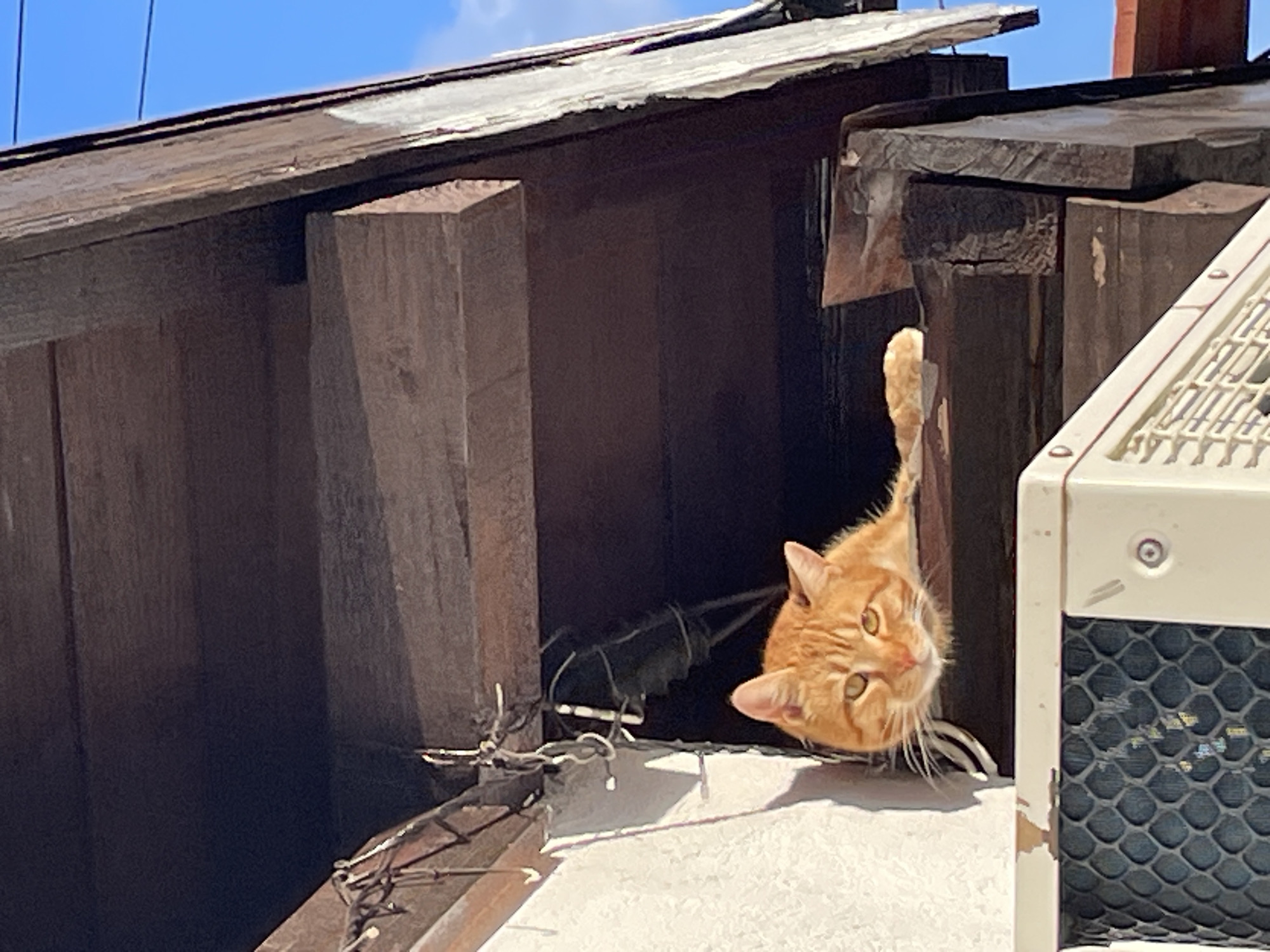 Quiet afternoon captured in Zlatograd: clouds and cat