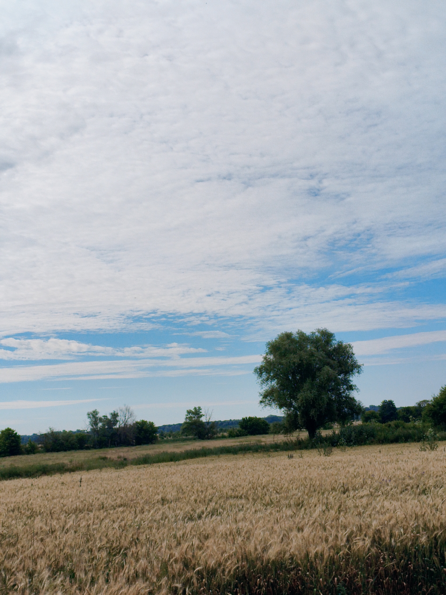 Golden wheat fields and rural roads in Ustyvytsia, Ukraine