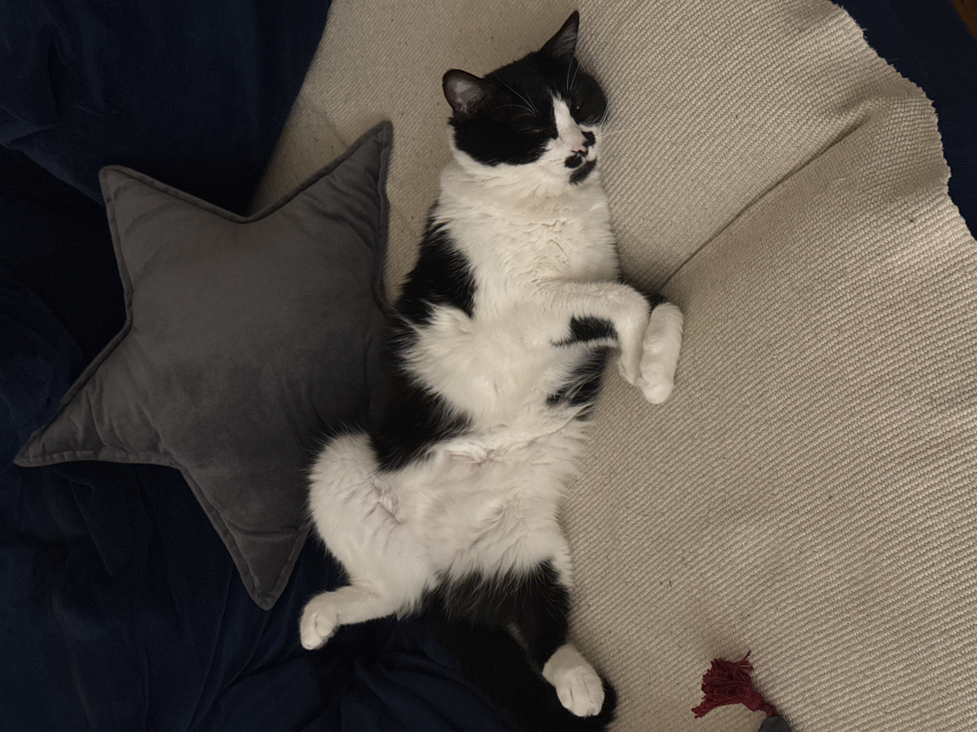 Black and white cat deep asleep on a Belgrade couch