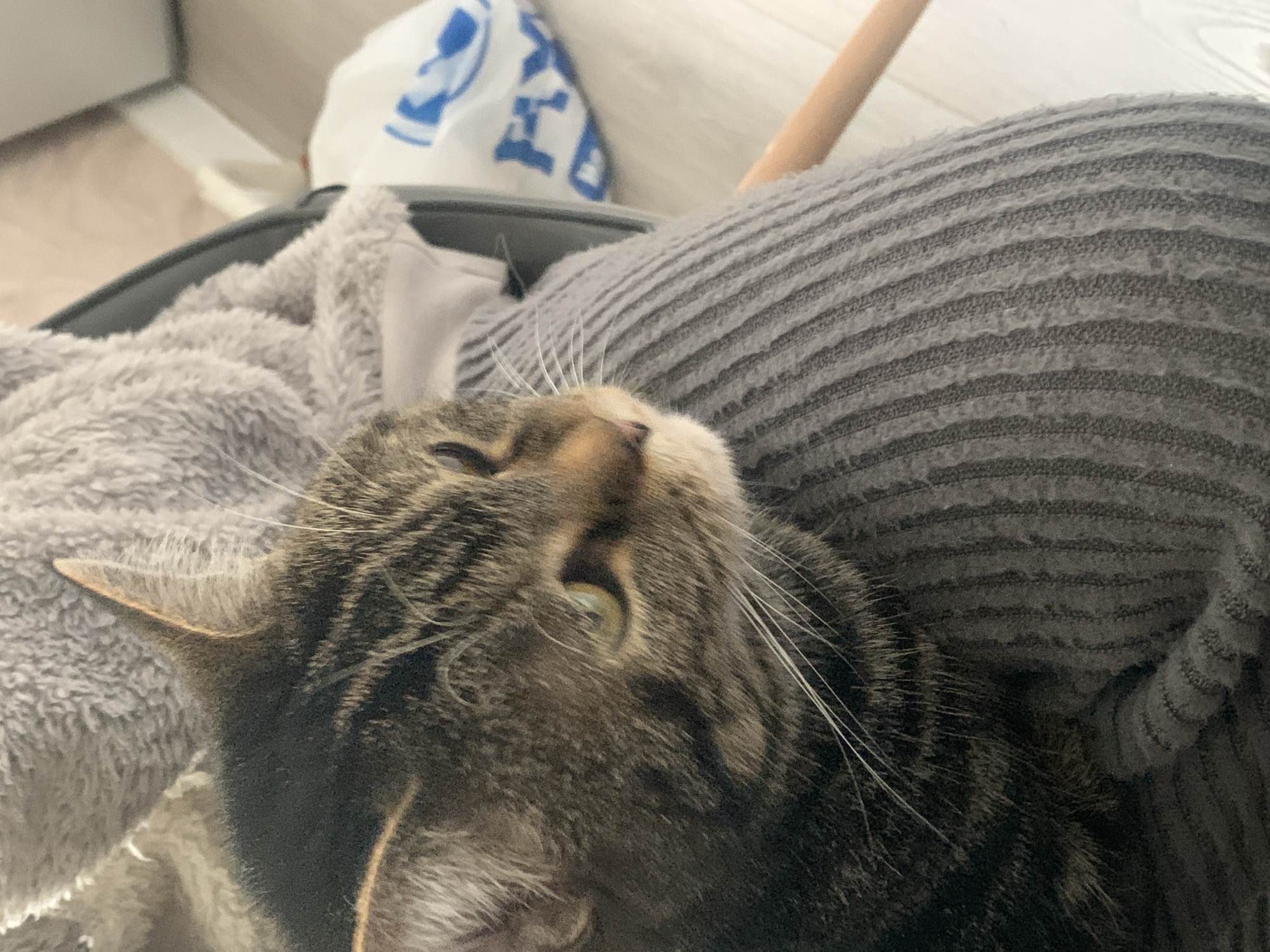 Tabby cat rests with humans during morning routine in Stavropol