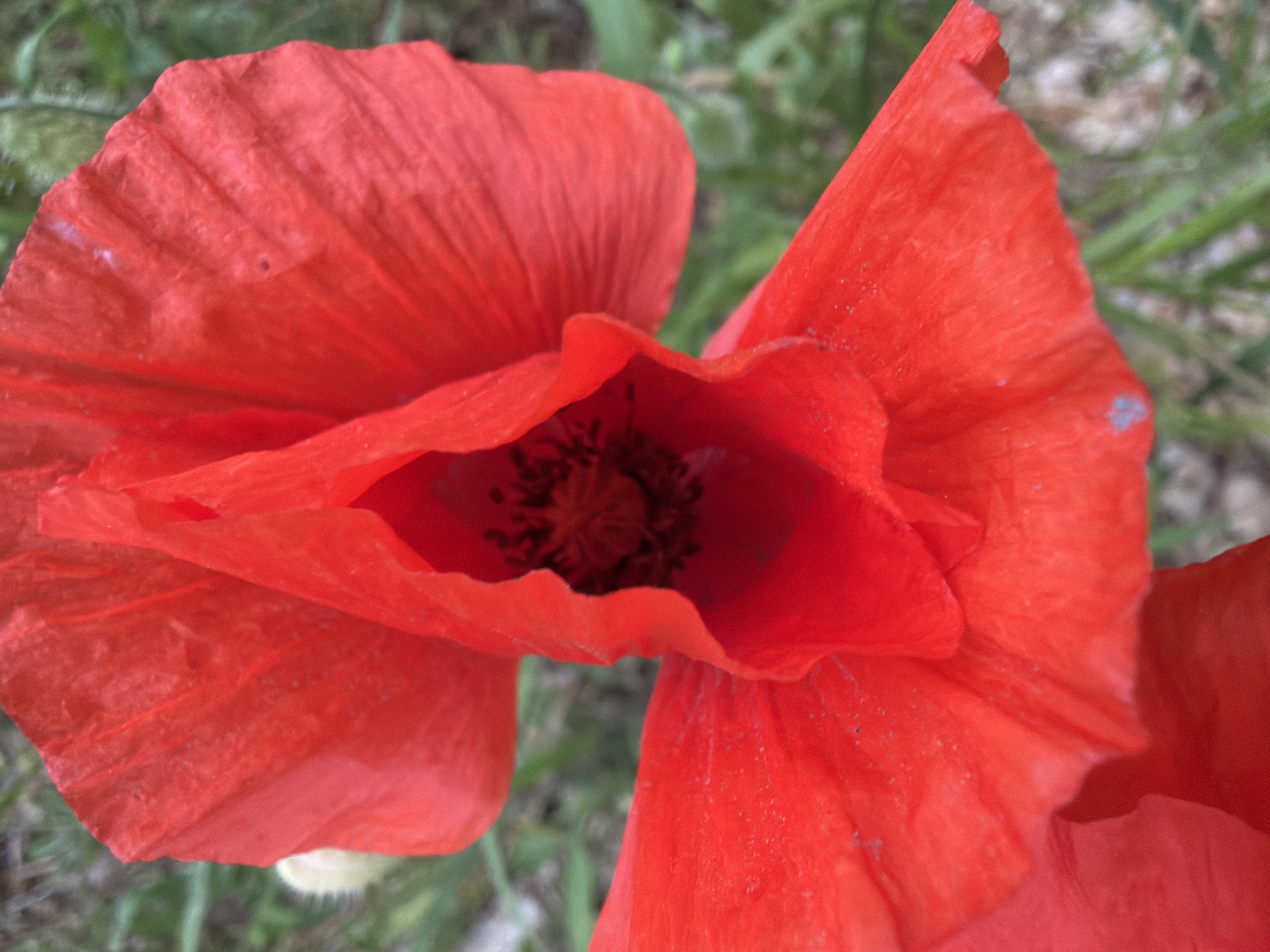 Milan witness captures spring afternoon: flowers, snacks, neighborhood, cat