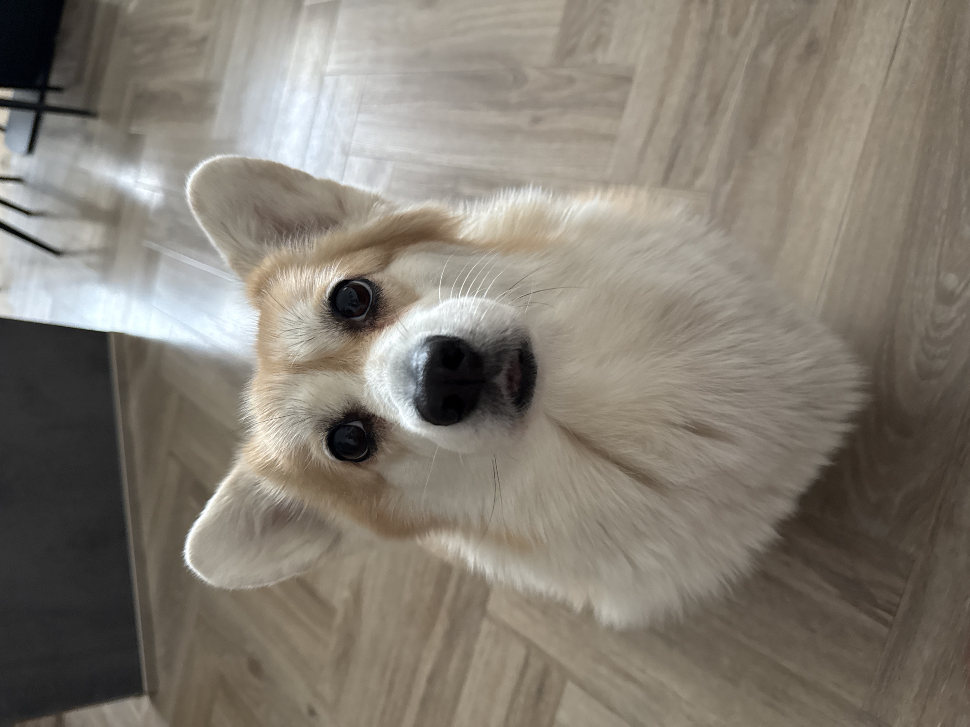 Corgi observed indoors in Krasnoyarsk home early morning