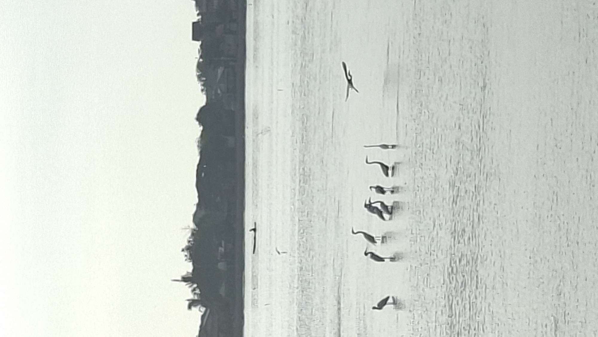 Herons, canoes, and calm water along the Lhokseumawe waterfront