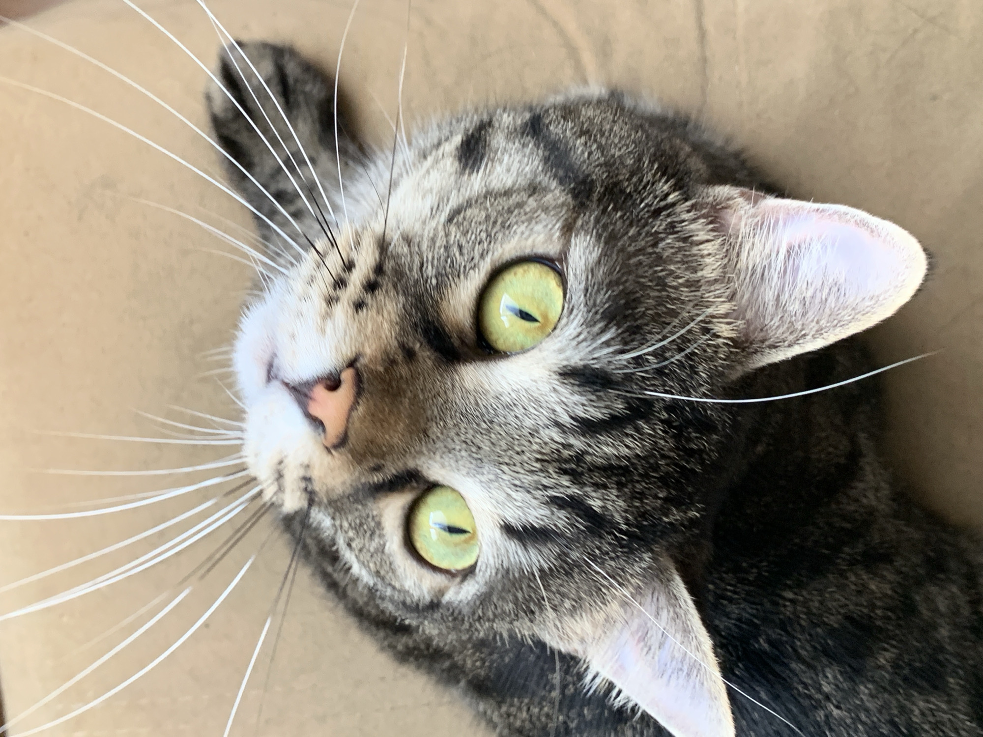 Green-eyed tabby cat at home in Stavropol, multiple angles