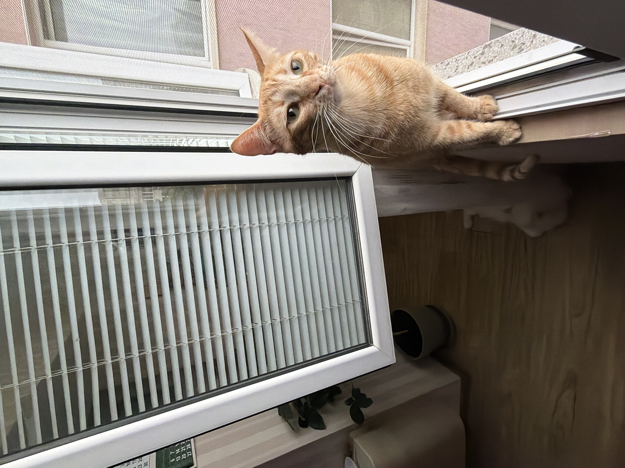 Orange tabby cat spotted lounging on window ledge in Varna