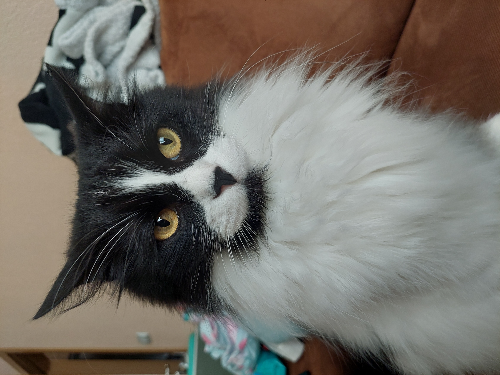 Black and white cat spotted multiple locations Plovdiv morning