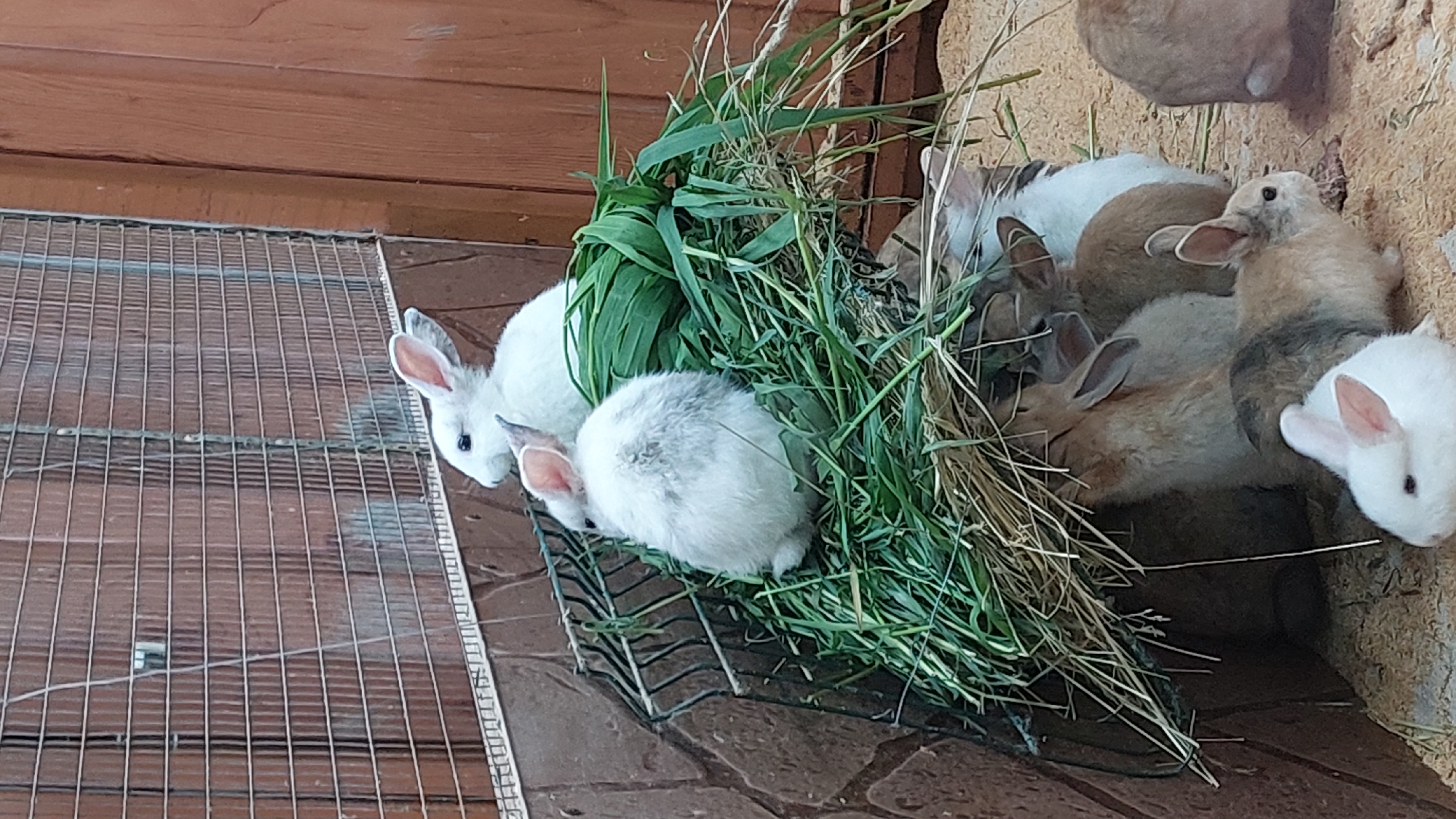 Quick tour through a small zoo's animal enclosures