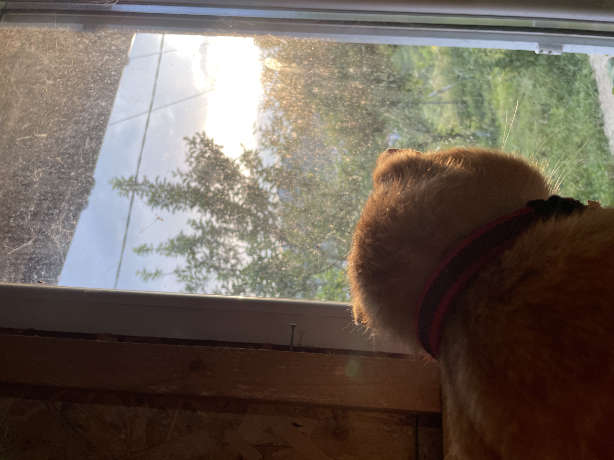 Orange tabby cat observed in sunny domestic setting, Zlatograd