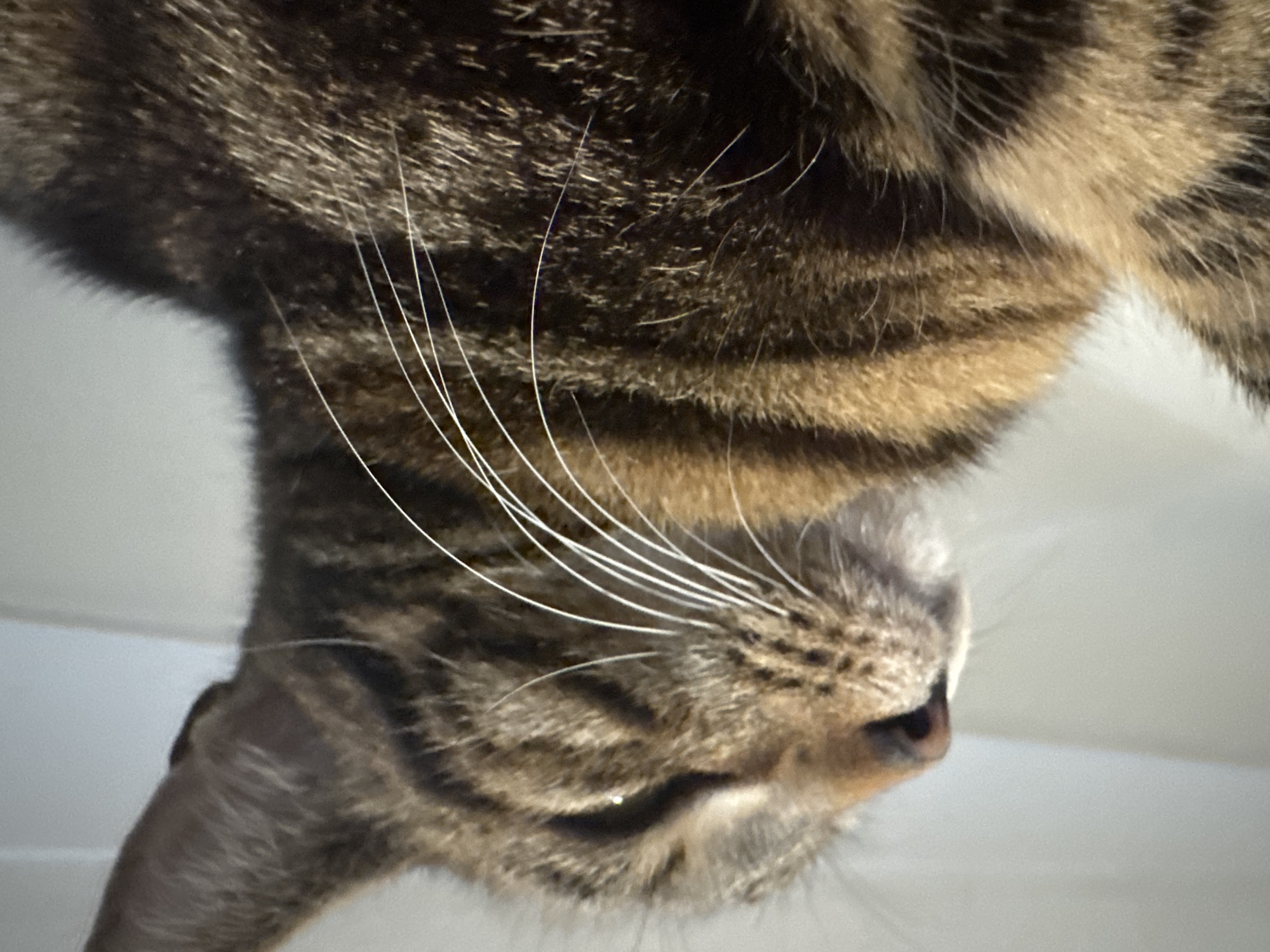 Tabby cat photographed from multiple angles in Desborough