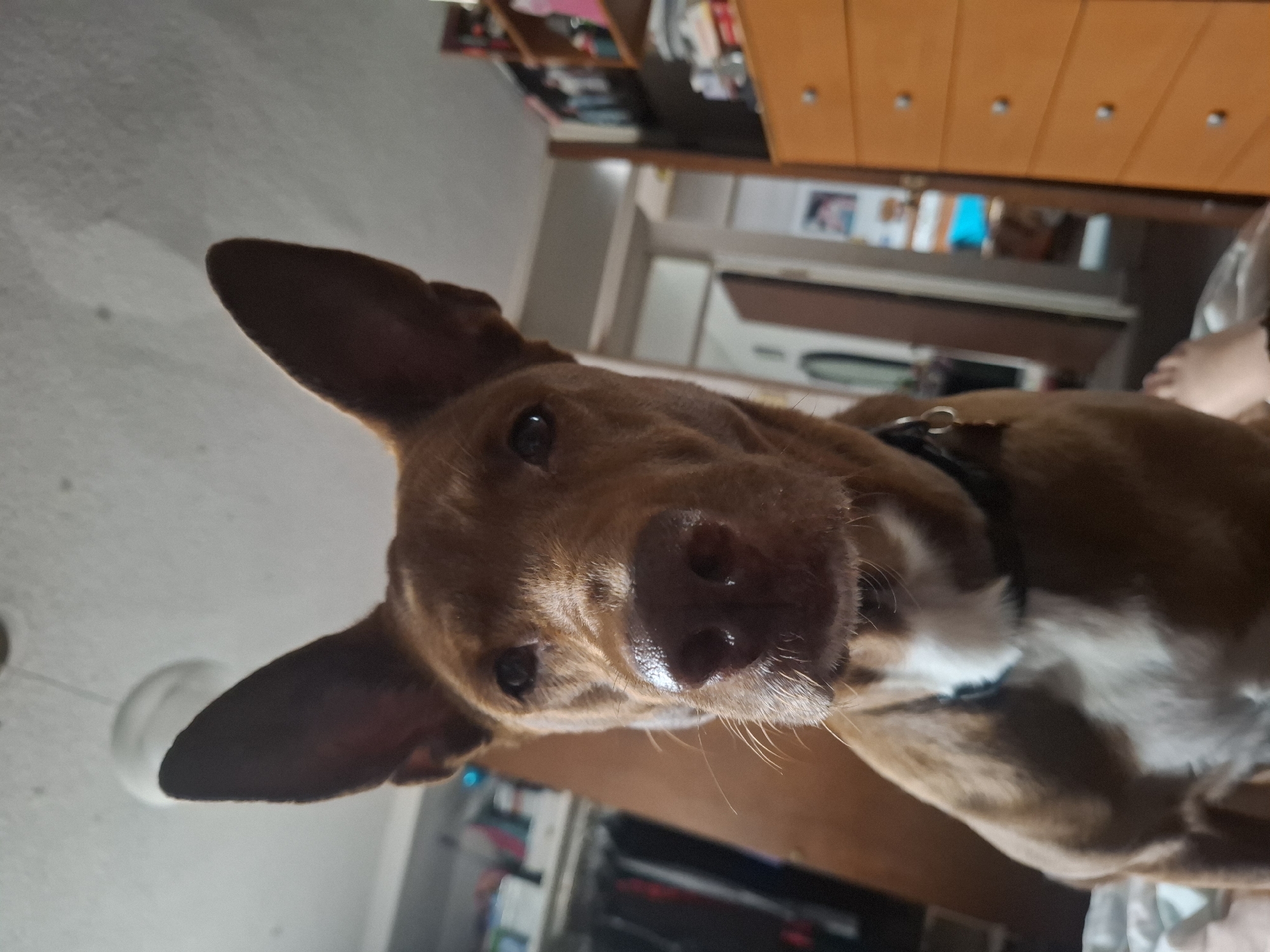 Dog photographed indoors in Naucalpan de Juárez, Mexico