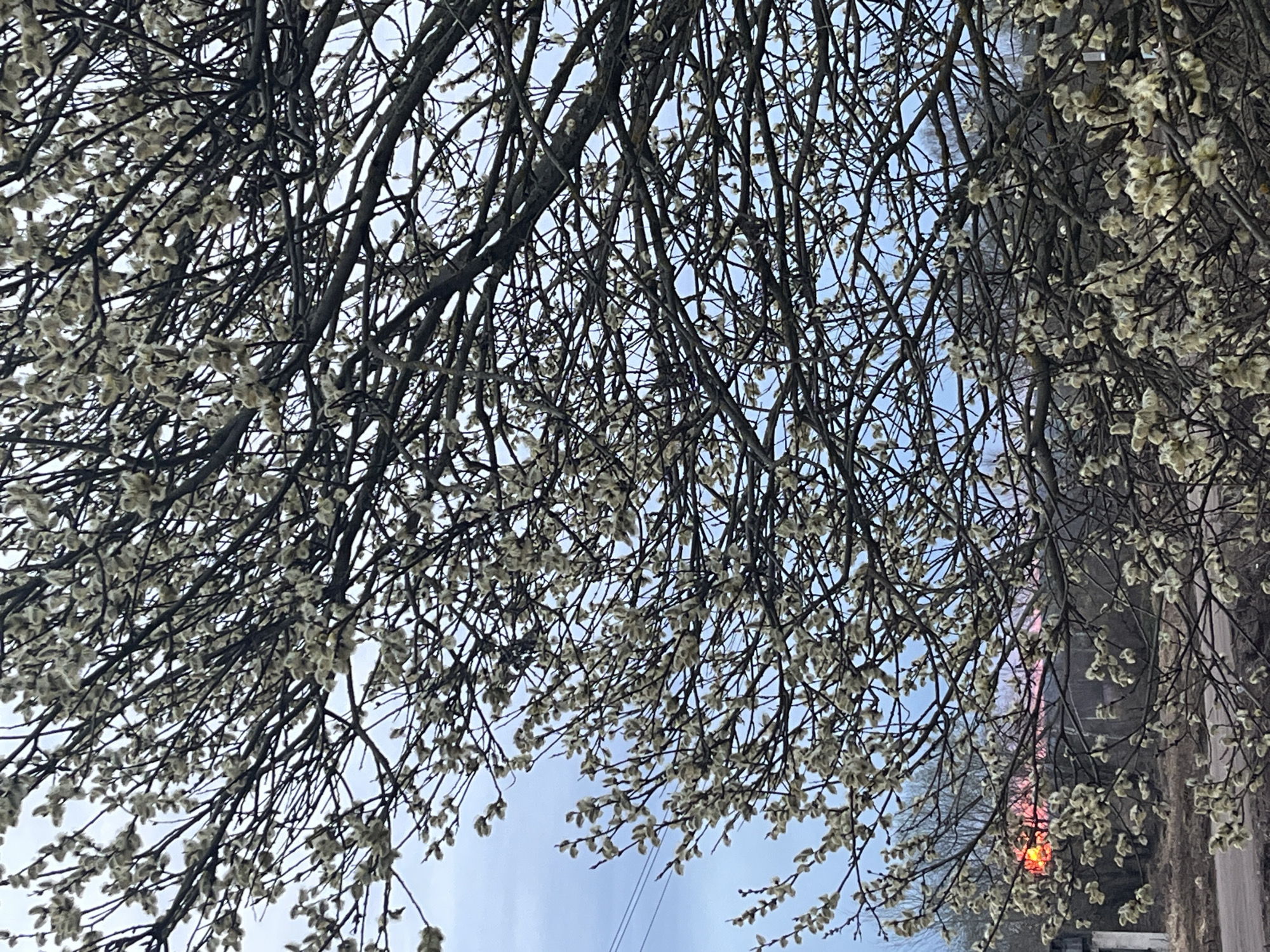 Spring catkins bloom on tree branches in Russian town