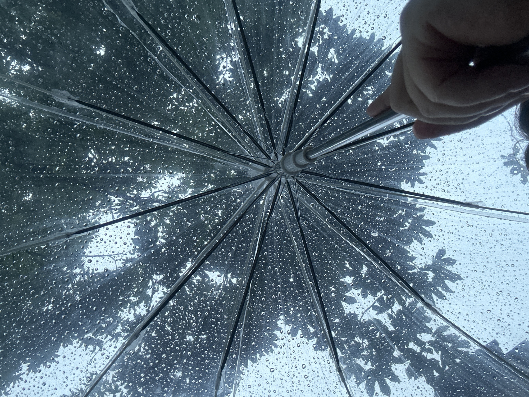 Rain shower documented through flowers and umbrella in Krefeld