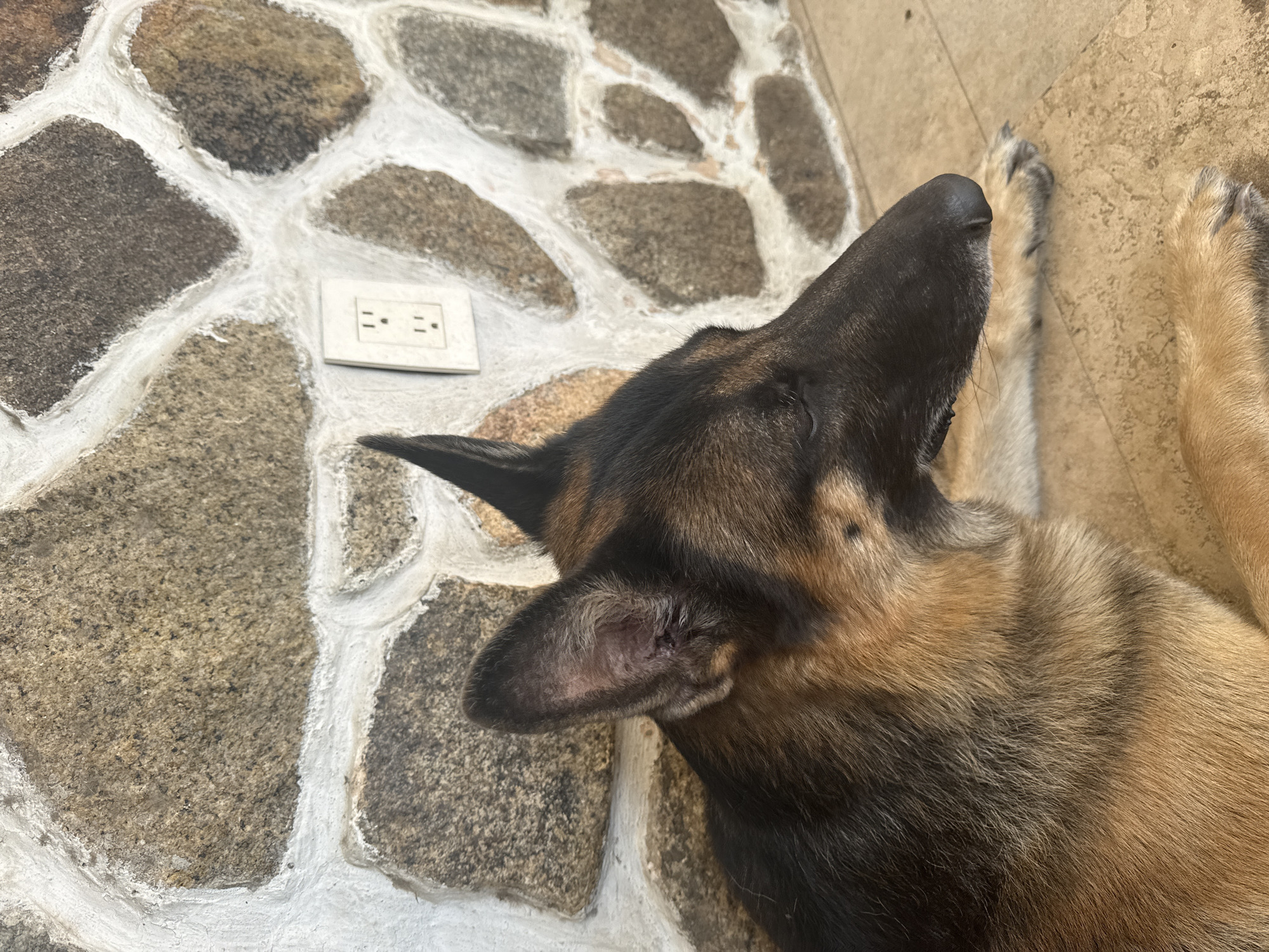 Evening pet photos and gaming captured in Acapulco