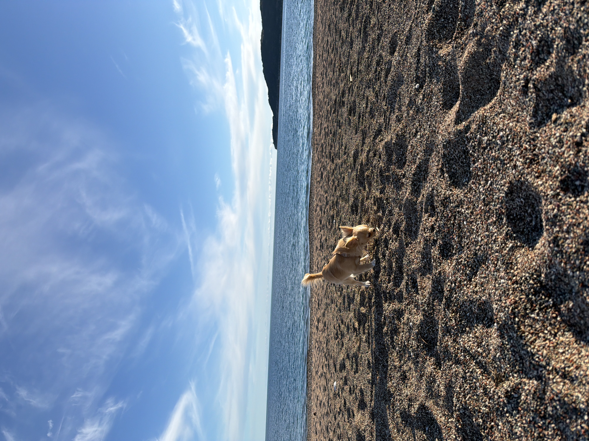 Dog spotted on sandy beach in Boreti, Montenegro