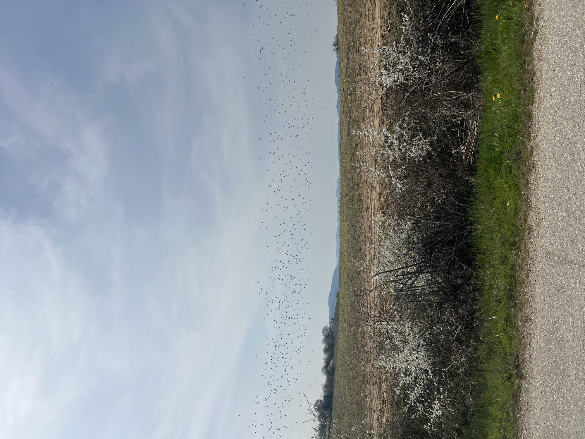 Large bird flock observed over agricultural field in Bulgaria