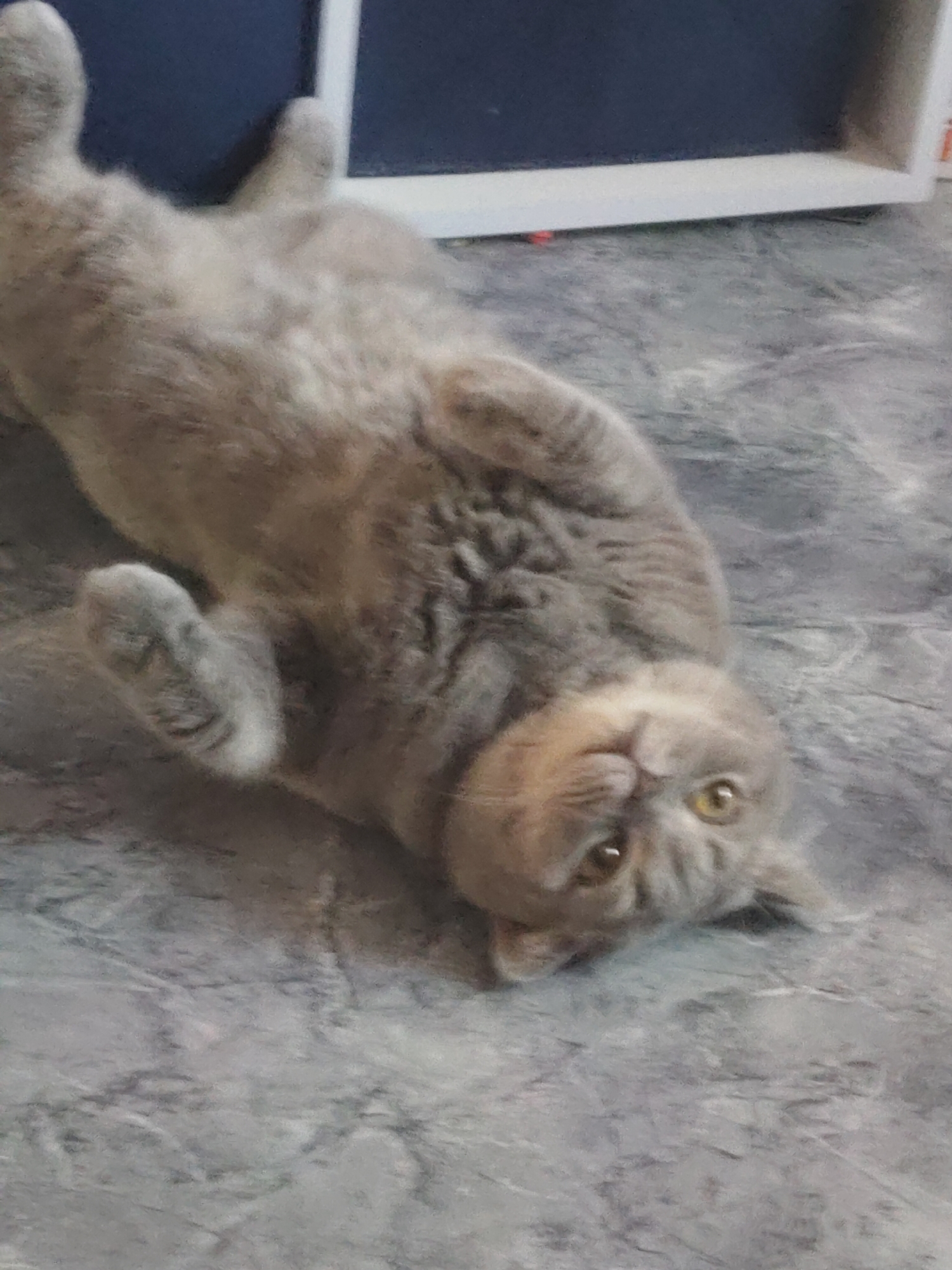 Gray cat lies playfully on back, captured in morning moment