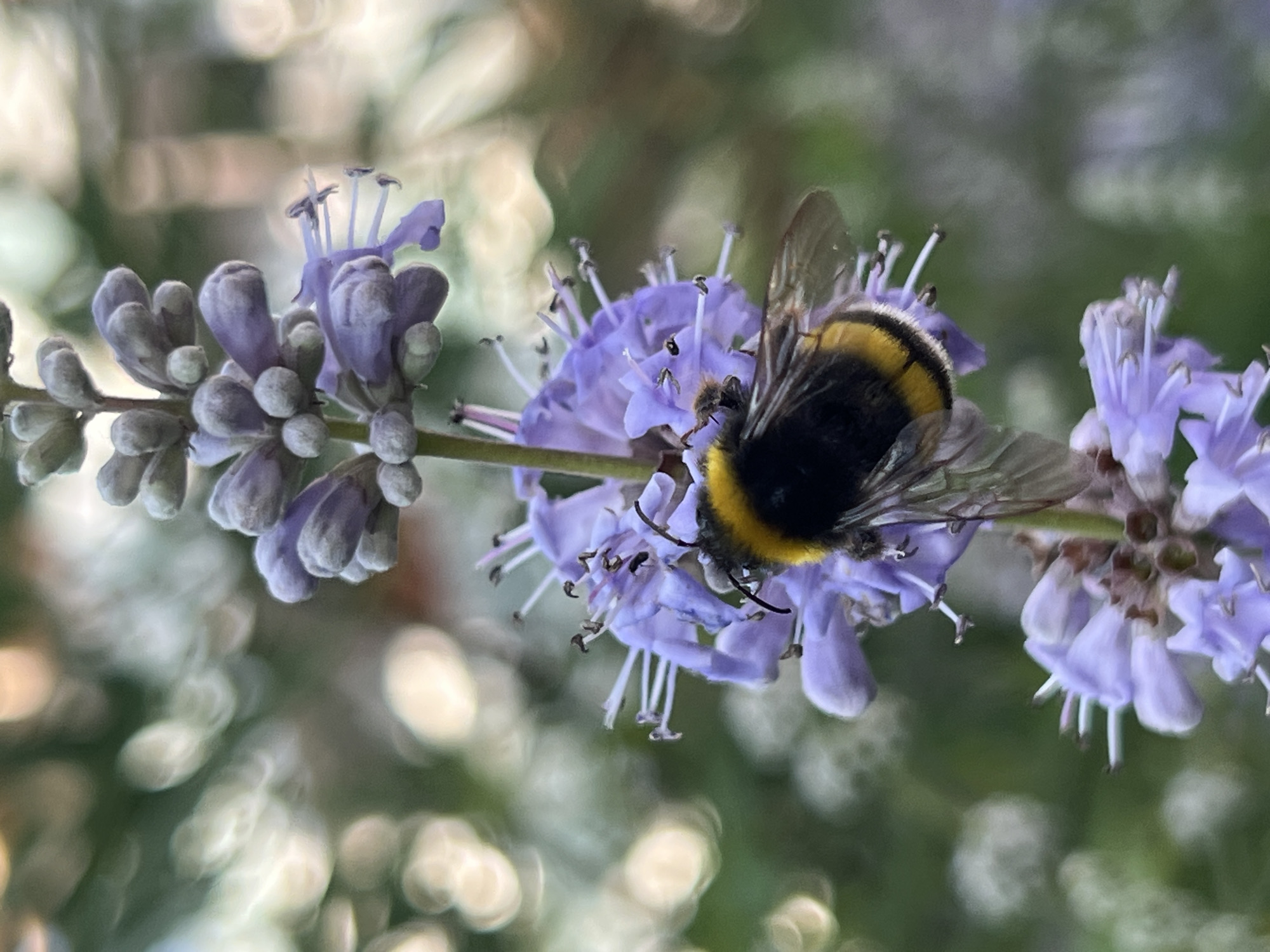 Roses and pollinators in a Moosburg garden, midsummer