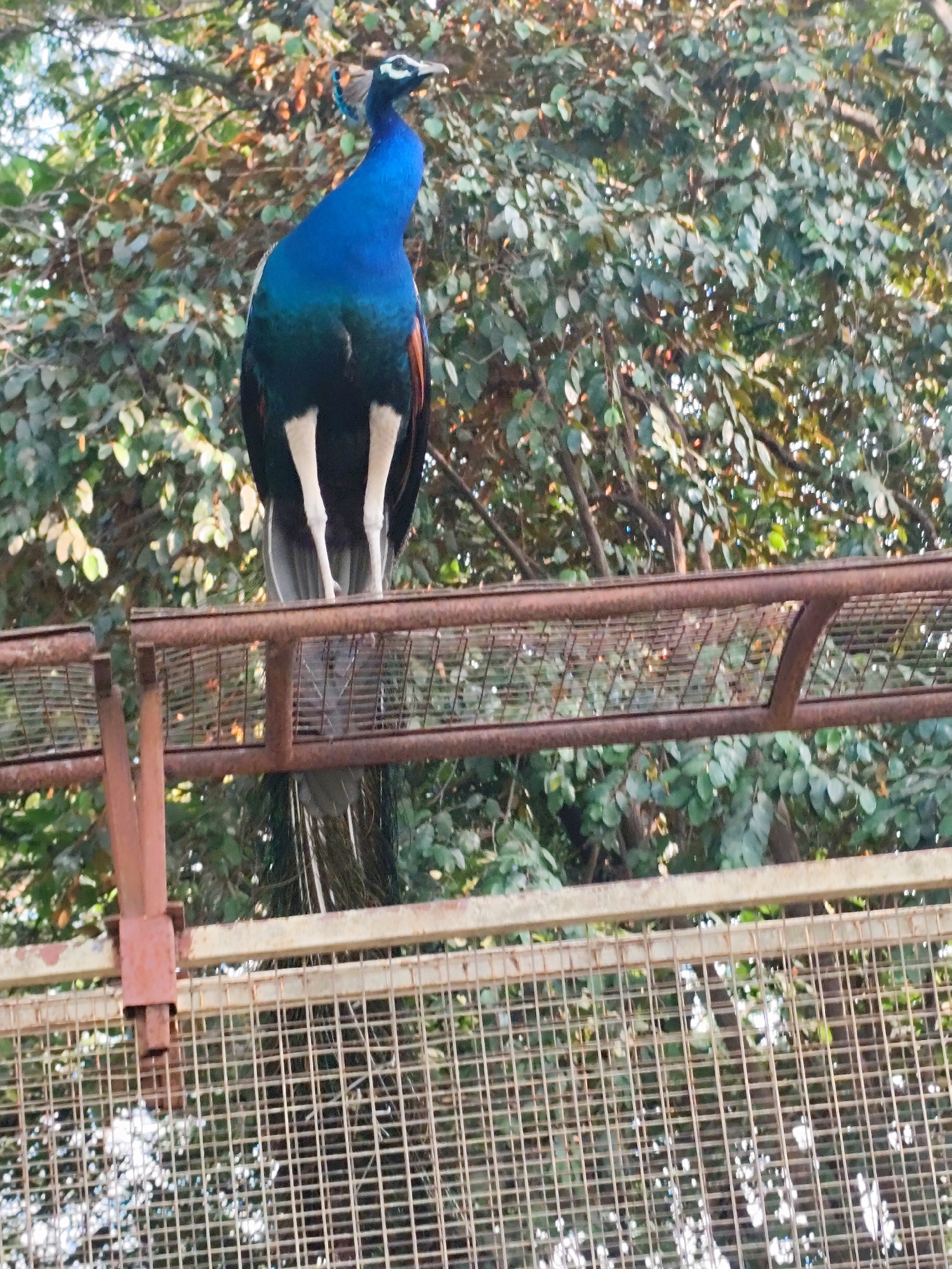 Peacock perches on metal structure in Mumbai