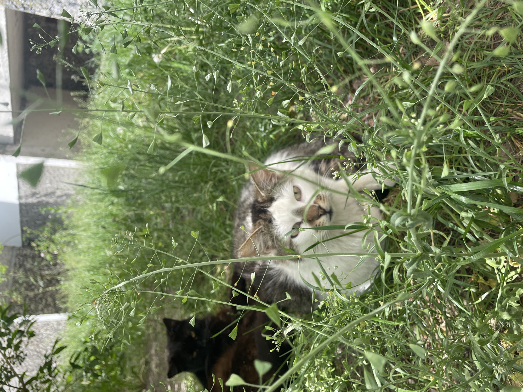 Two cats spotted in grassy area in Brest, Belarus