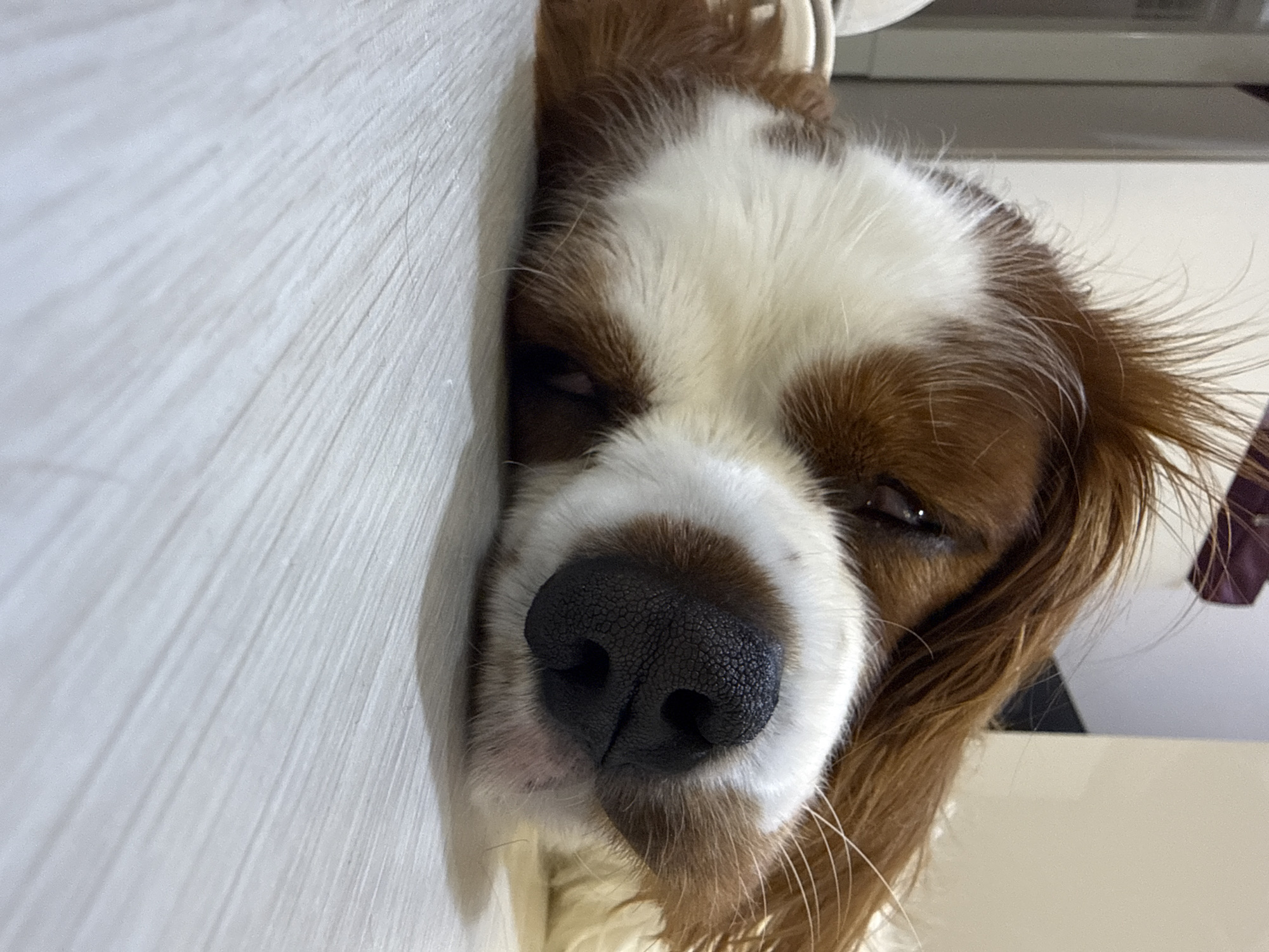 Cozy home evening in Dobrich with a sleeping spaniel