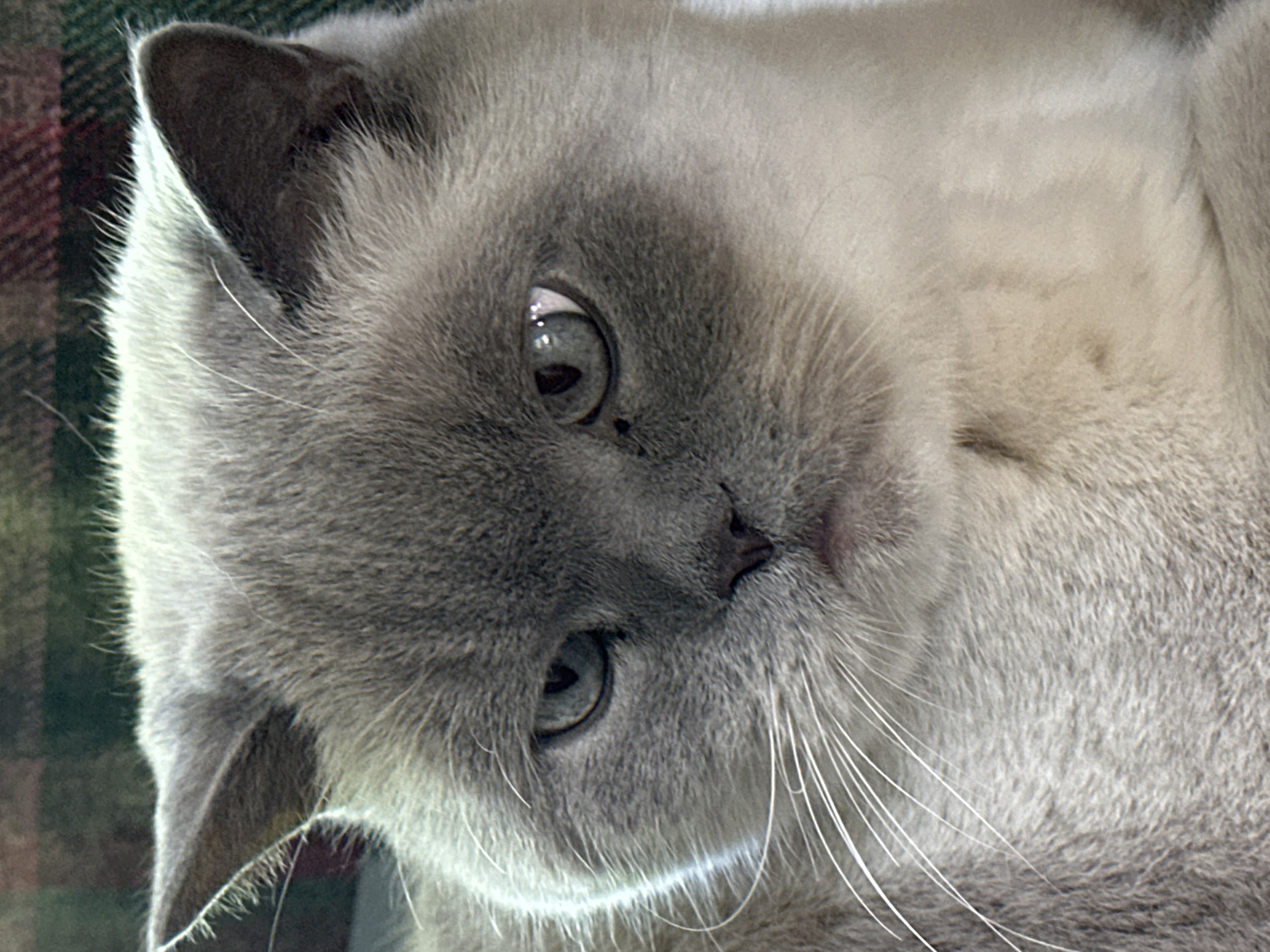 Gray cat with blue eyes photographed in Coquitlam