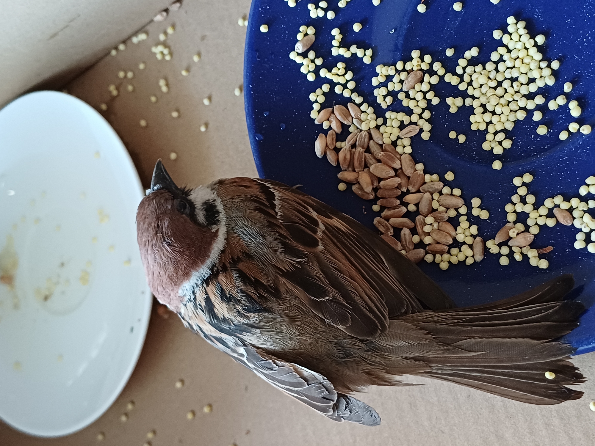 Backyard afternoon in Koledino: birds, blooms, and a dog