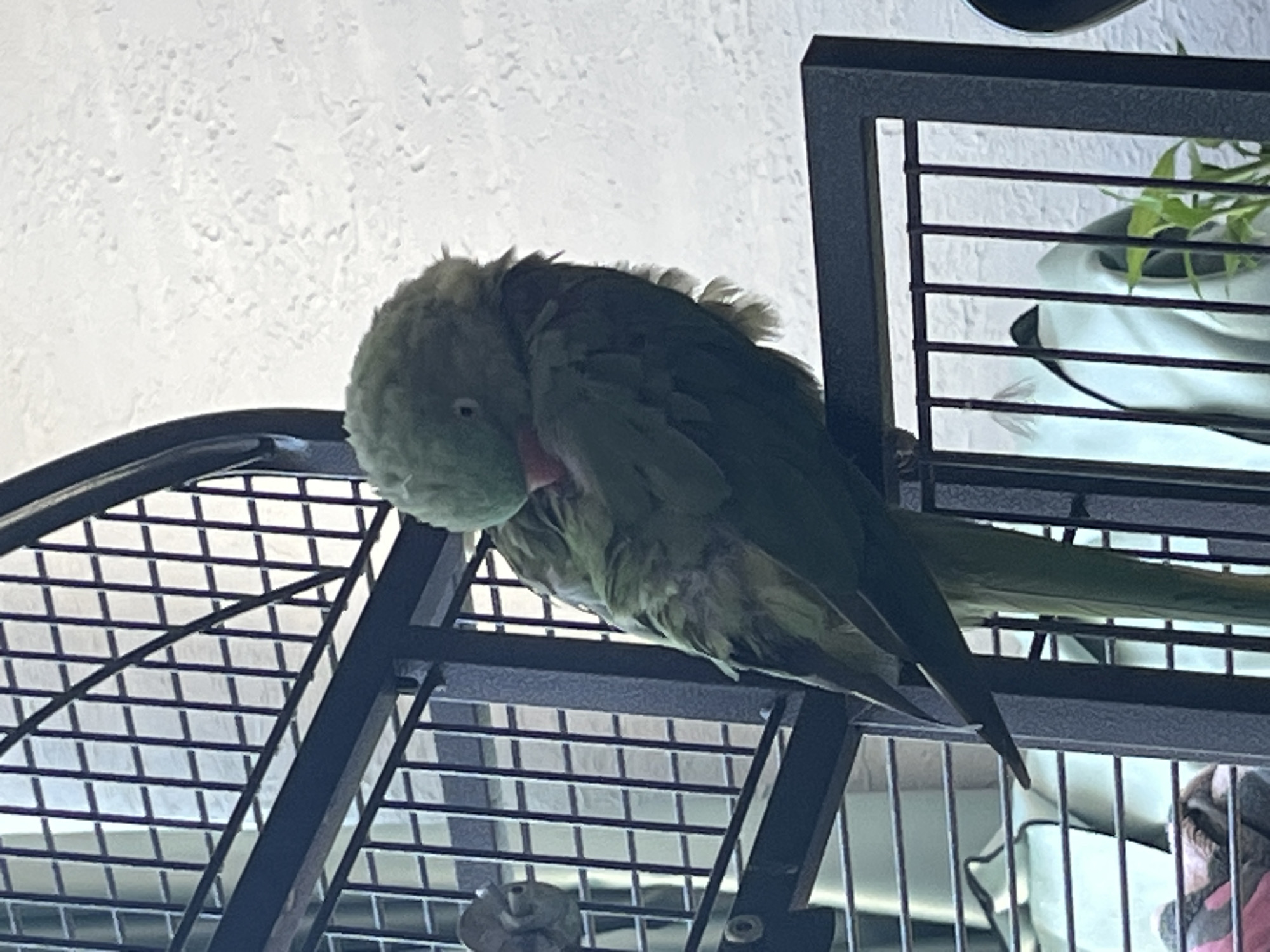 Morning life documented in Pazardzhik, Bulgaria features parrot, elderly couple