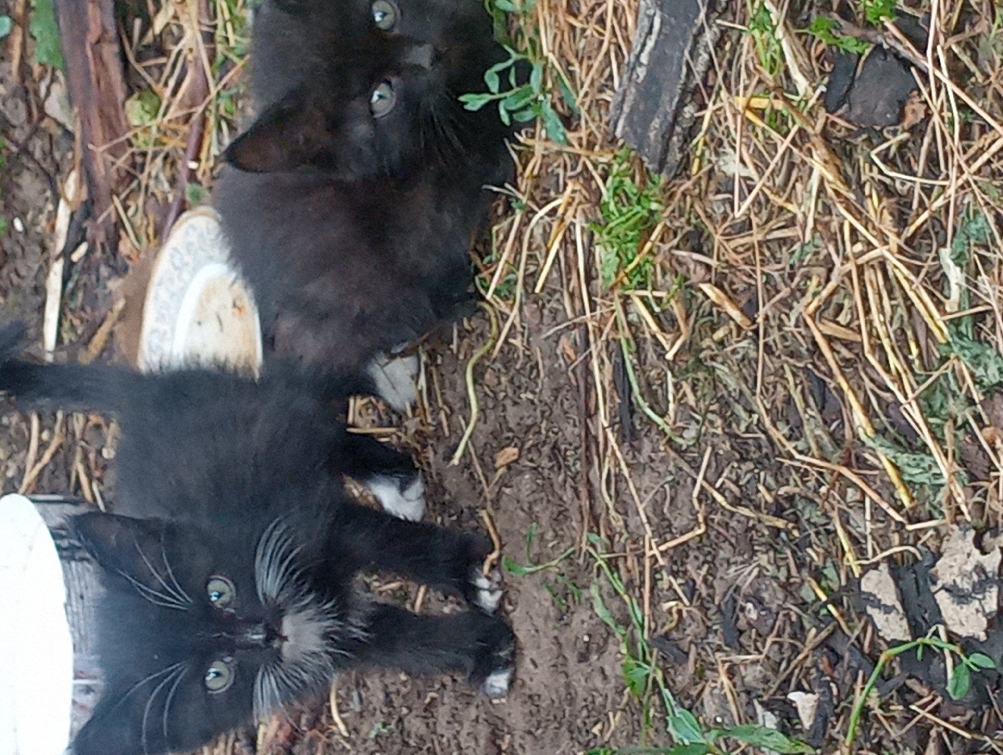 Kittens and garden life in a Shymkent backyard