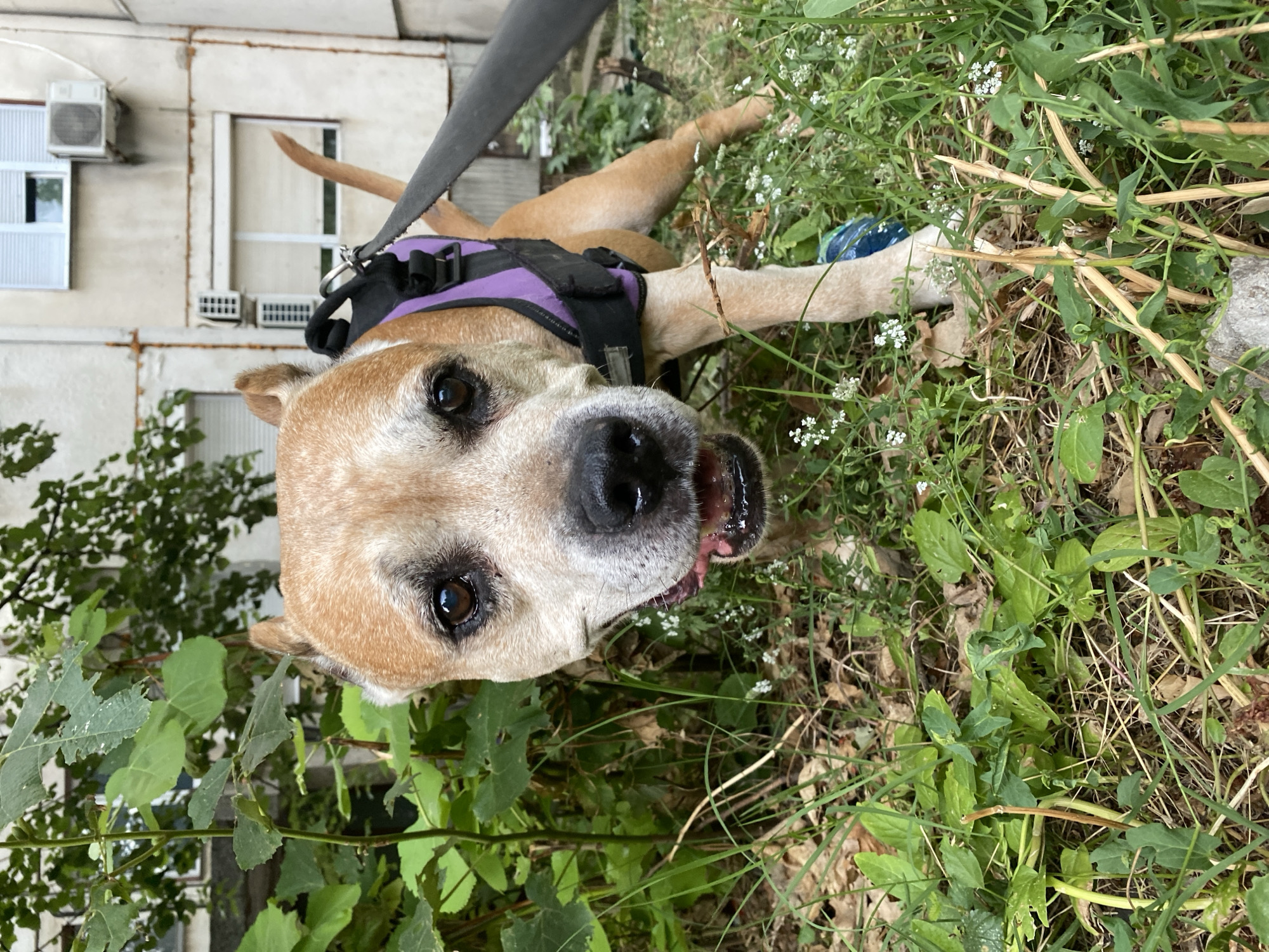 Afternoon hang with a pit bull in Pleven, Bulgaria