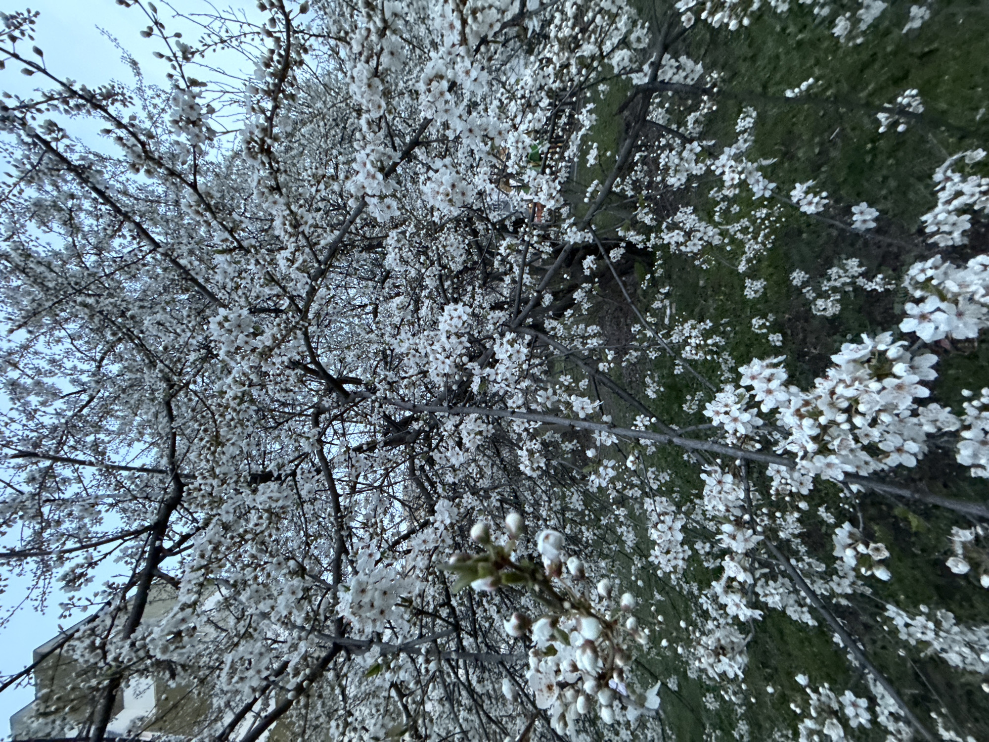 Fruit tree blooms captured in Sofia spring scene
