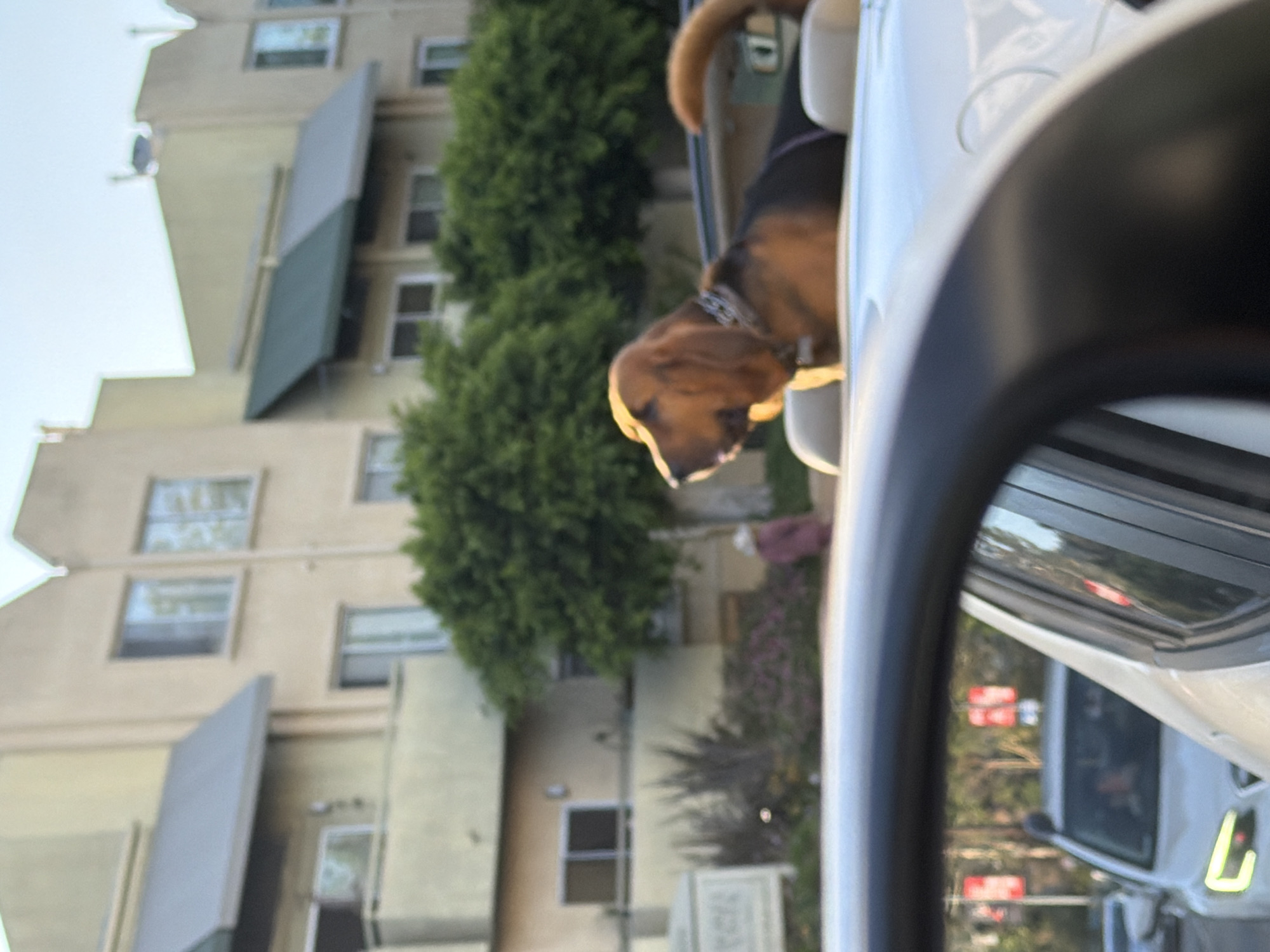 Classic architecture, modern glass tower, and a dog in a convertible