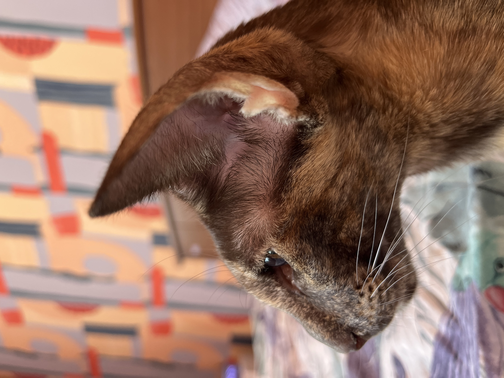 Cat photographed in close-up portraits in Chaikovsky, Russia