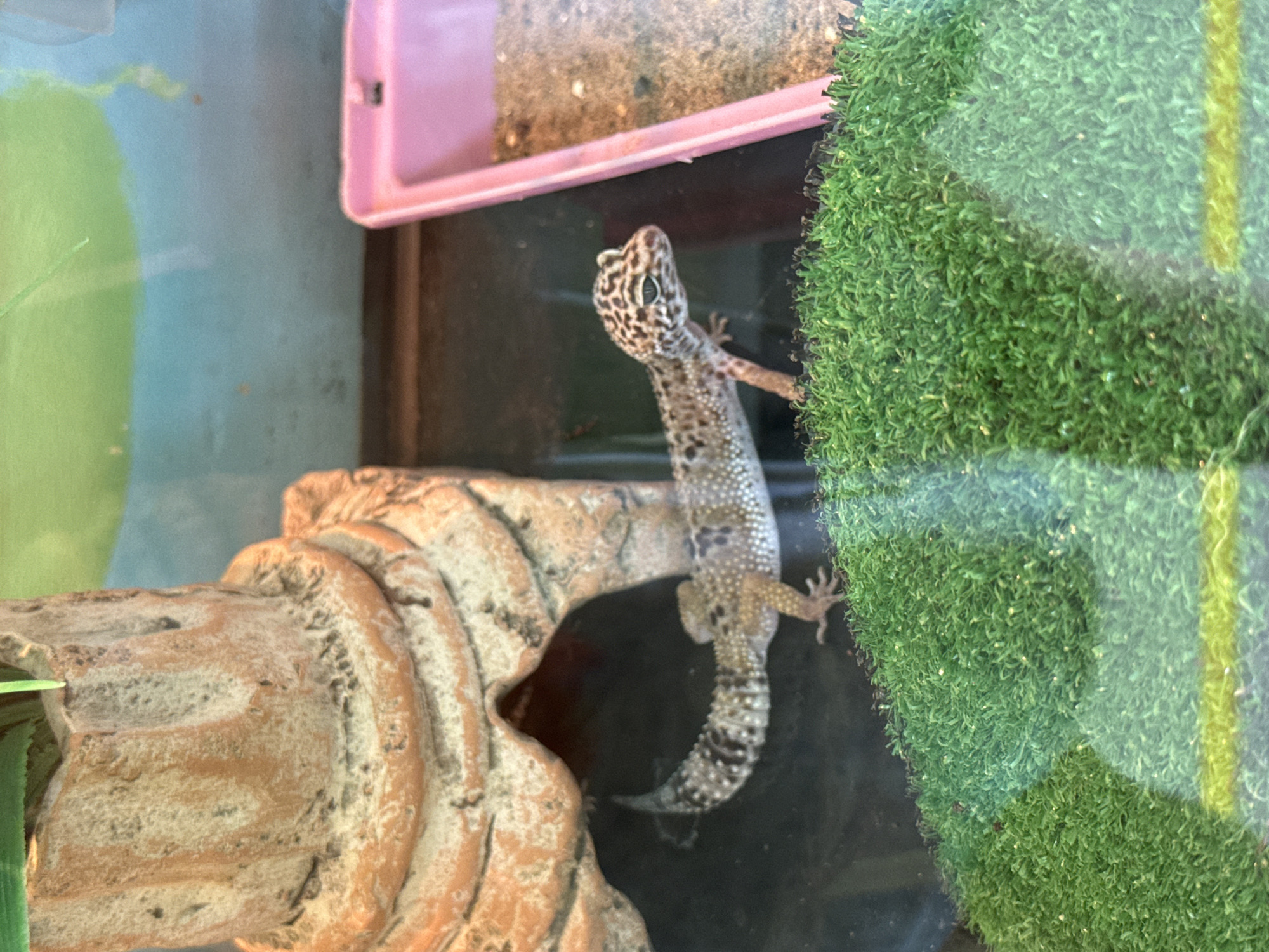 Inside a Chaikovsky pet shop packed with reptiles and exotic animals