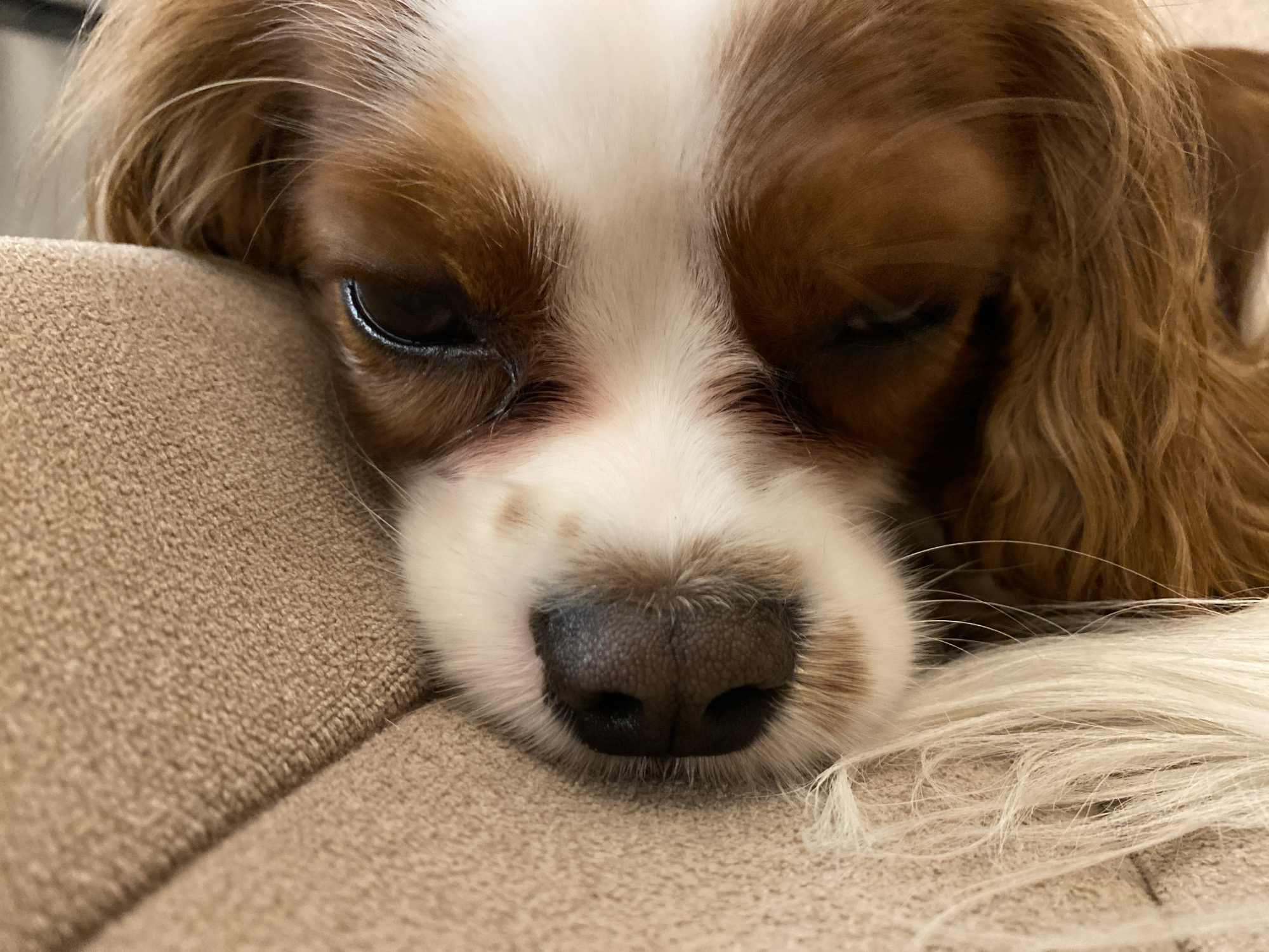 Cavalier King Charles Spaniel resting, eyes heavy and red-rimmed