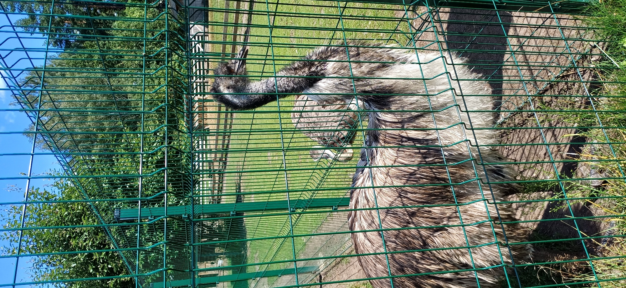 Feeding and exploring animals at a farm park