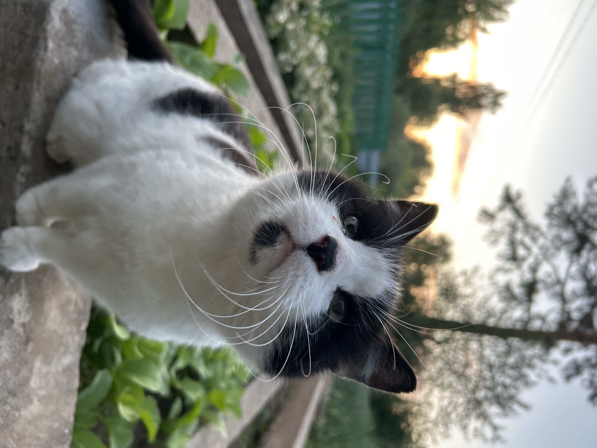 Evening moments captured in Chaikovsky: cat, woman, sunset