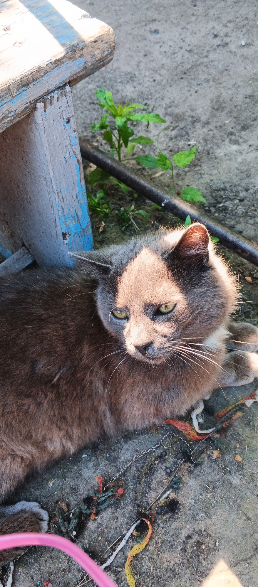 Morning life documented in Smila: cats, dogs, gardens, coffee