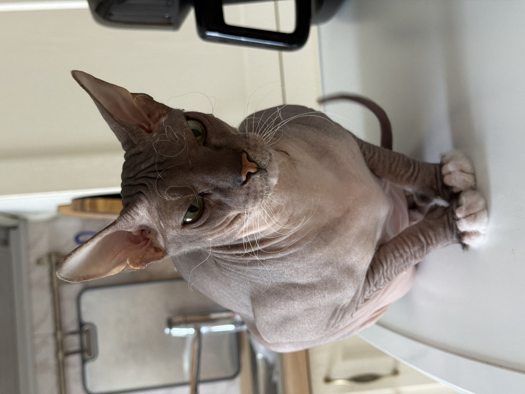 Sphynx cat, fresh strudel, and Izhevsk streets on a June afternoon