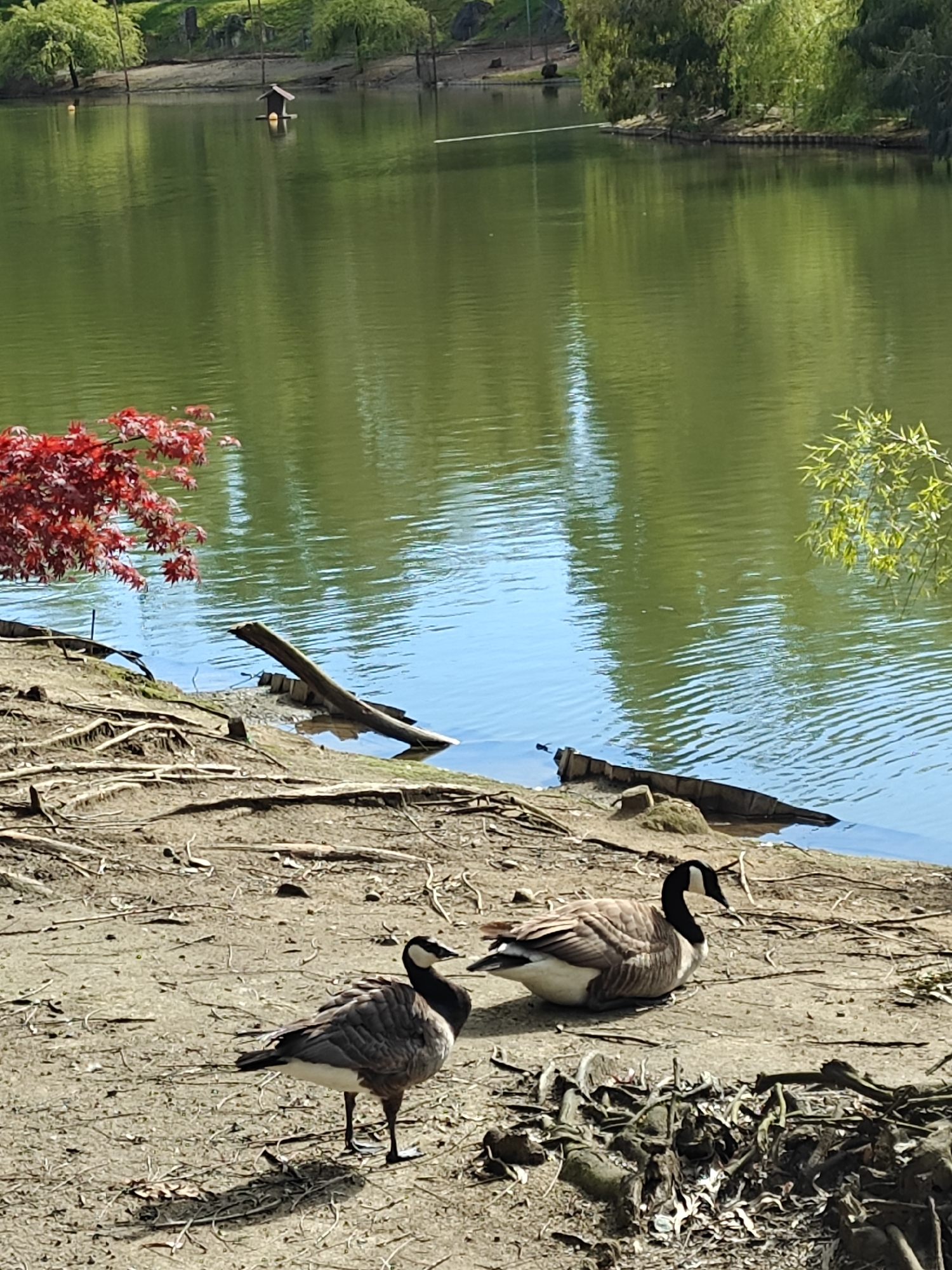 Birds spotted at Shekvetili lake including geese and crane