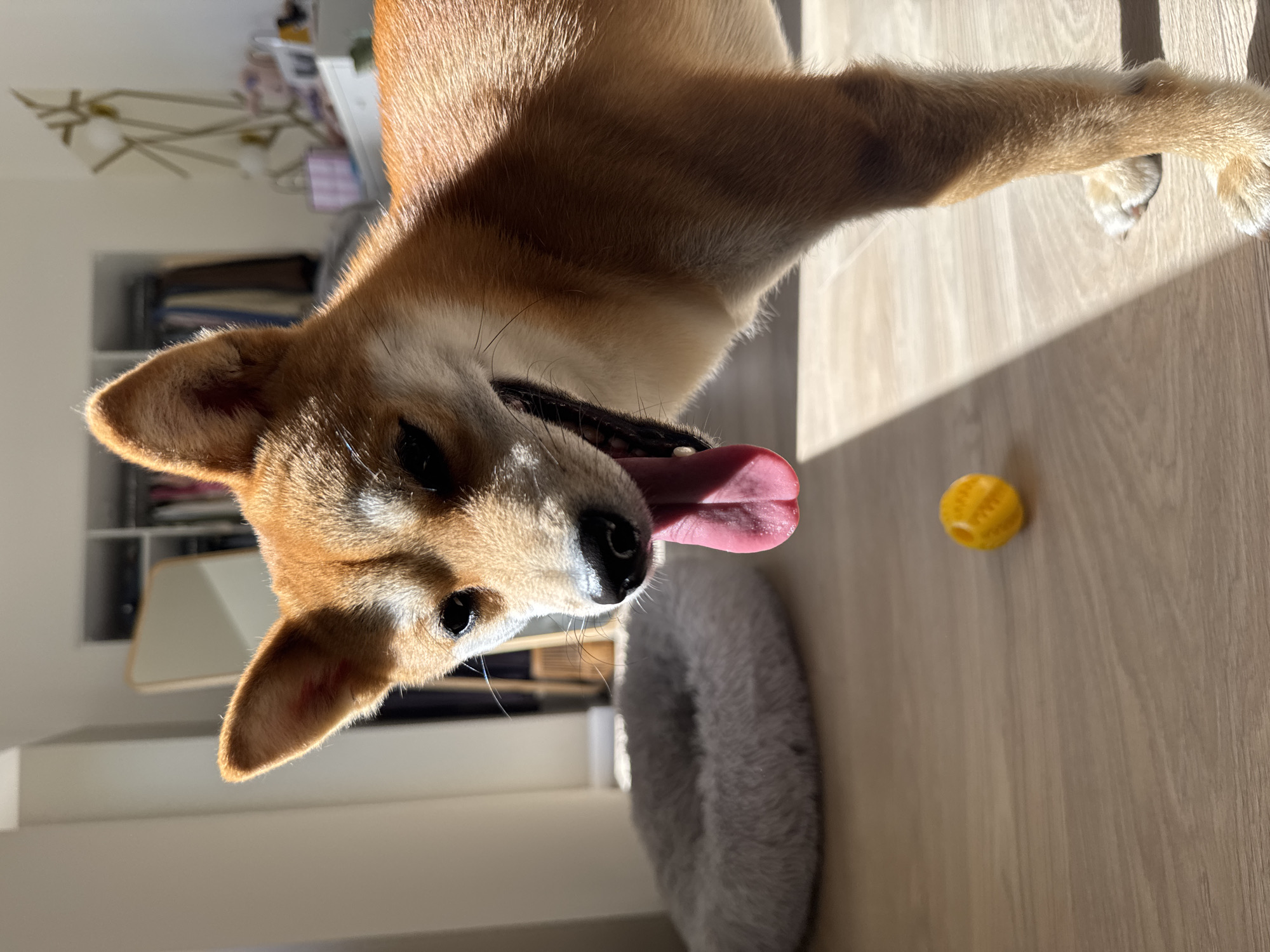 Shiba Inu and a blue-eyed curly cat, Carnikava