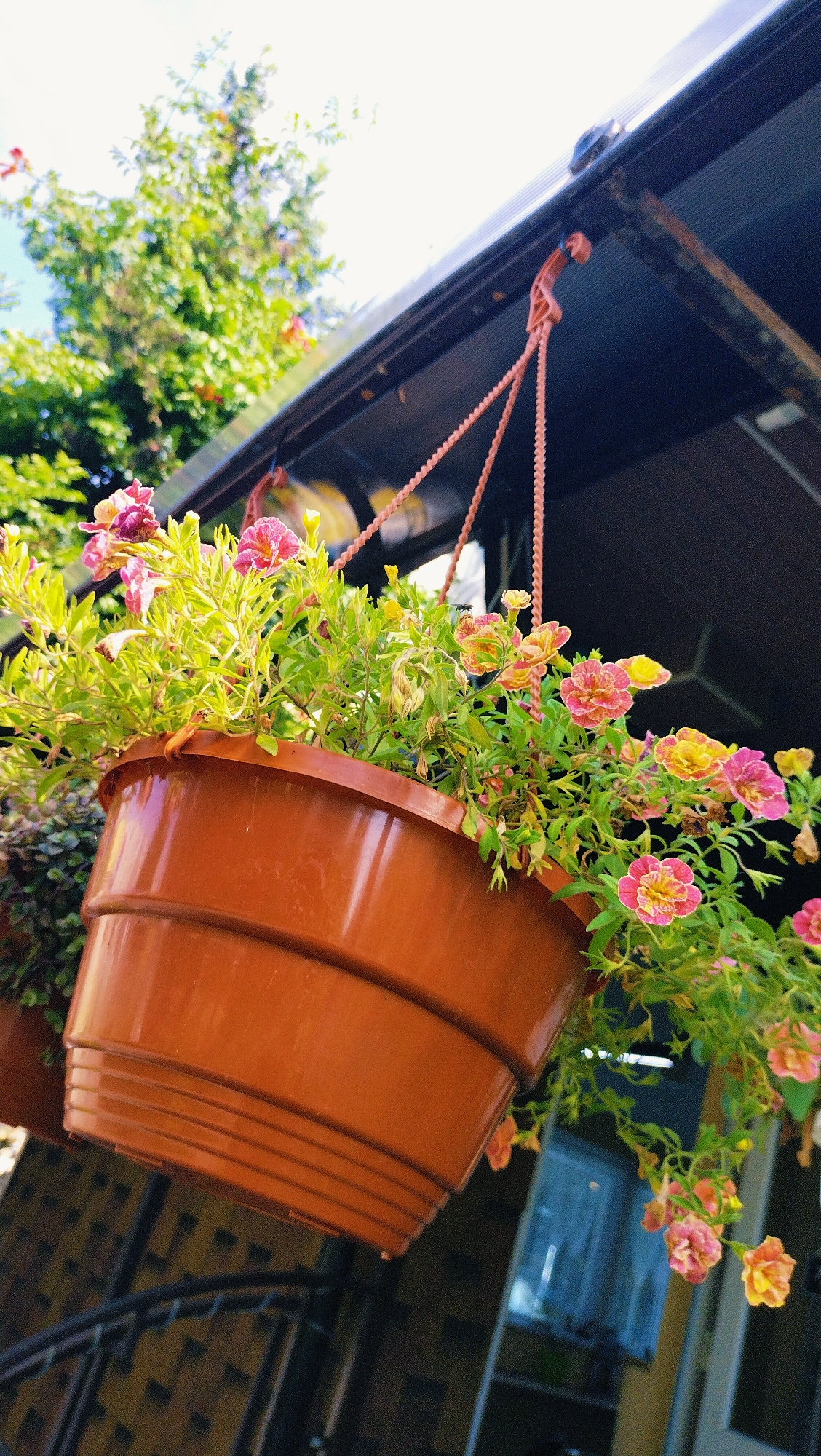 Summer morning in Horishni Plavni: flowers, fruit, and street scenes