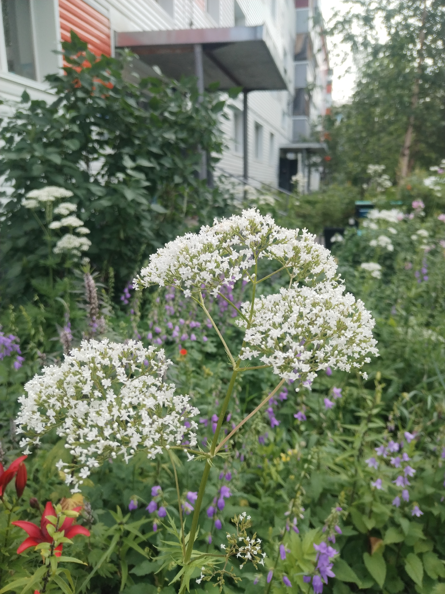 Garden walk around an apartment complex, flowers and wildlife
