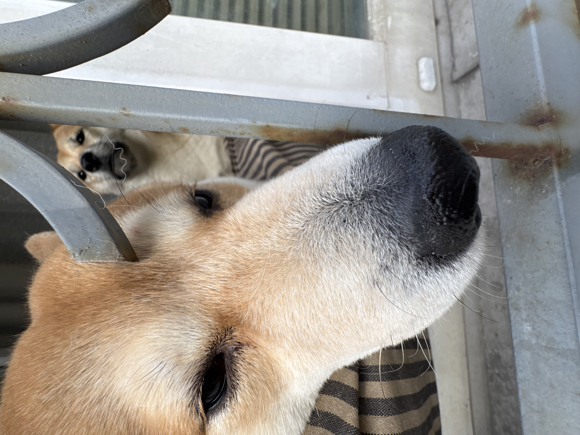 Shiba Inu dogs spotted behind security gates in Moscow