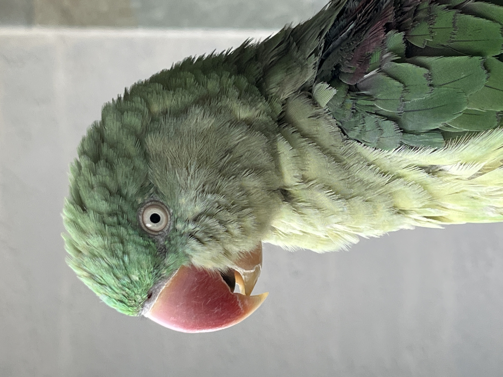 Pet parrot photographed in home setting in Pazardzhik, Bulgaria
